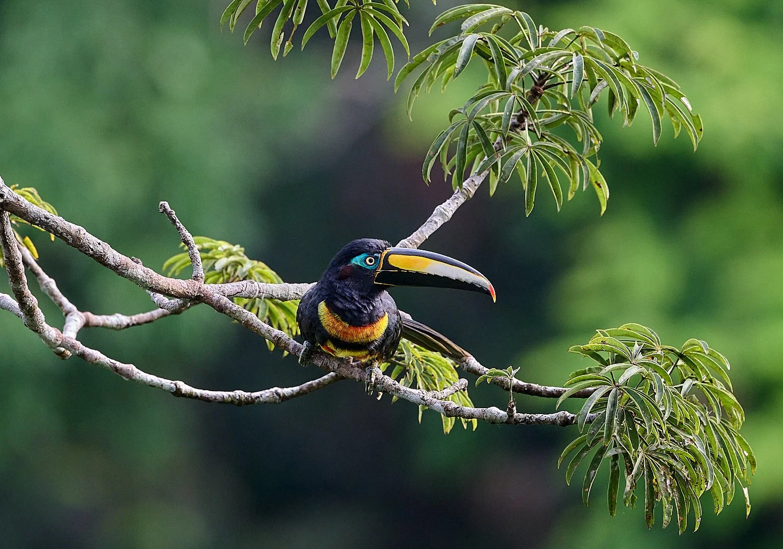 Many-banded Aracari