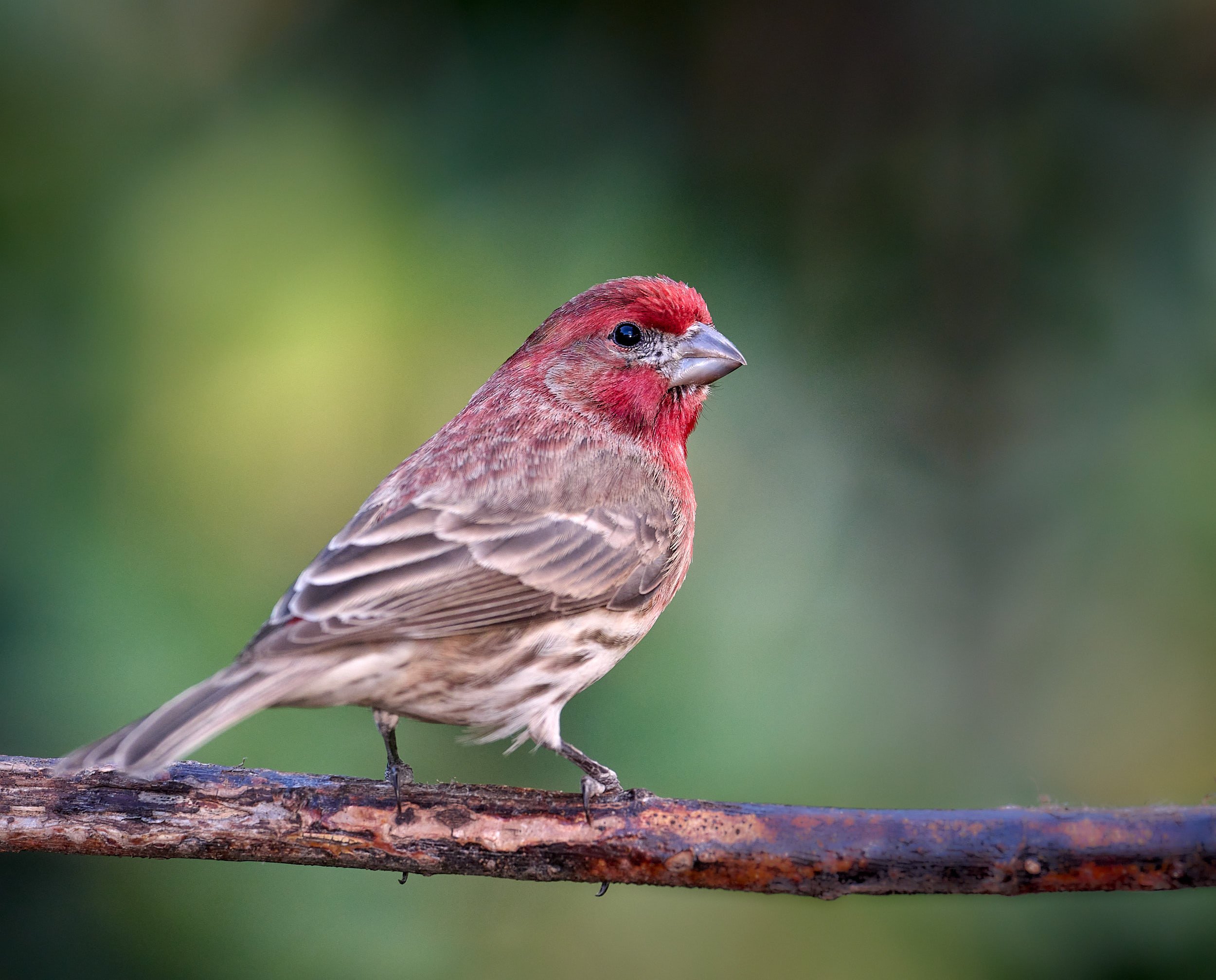 House Finch