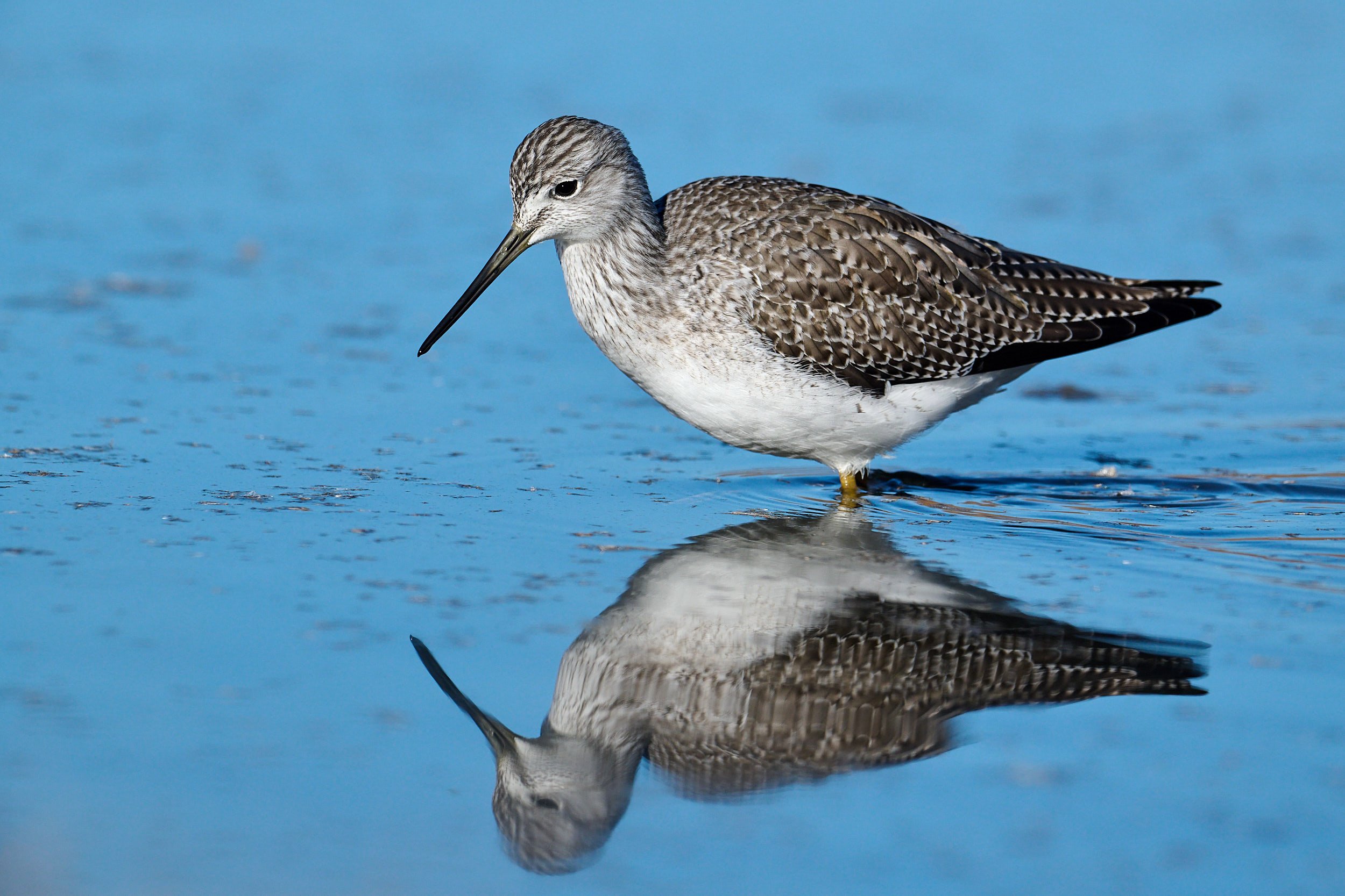 Greater Yellowlegs