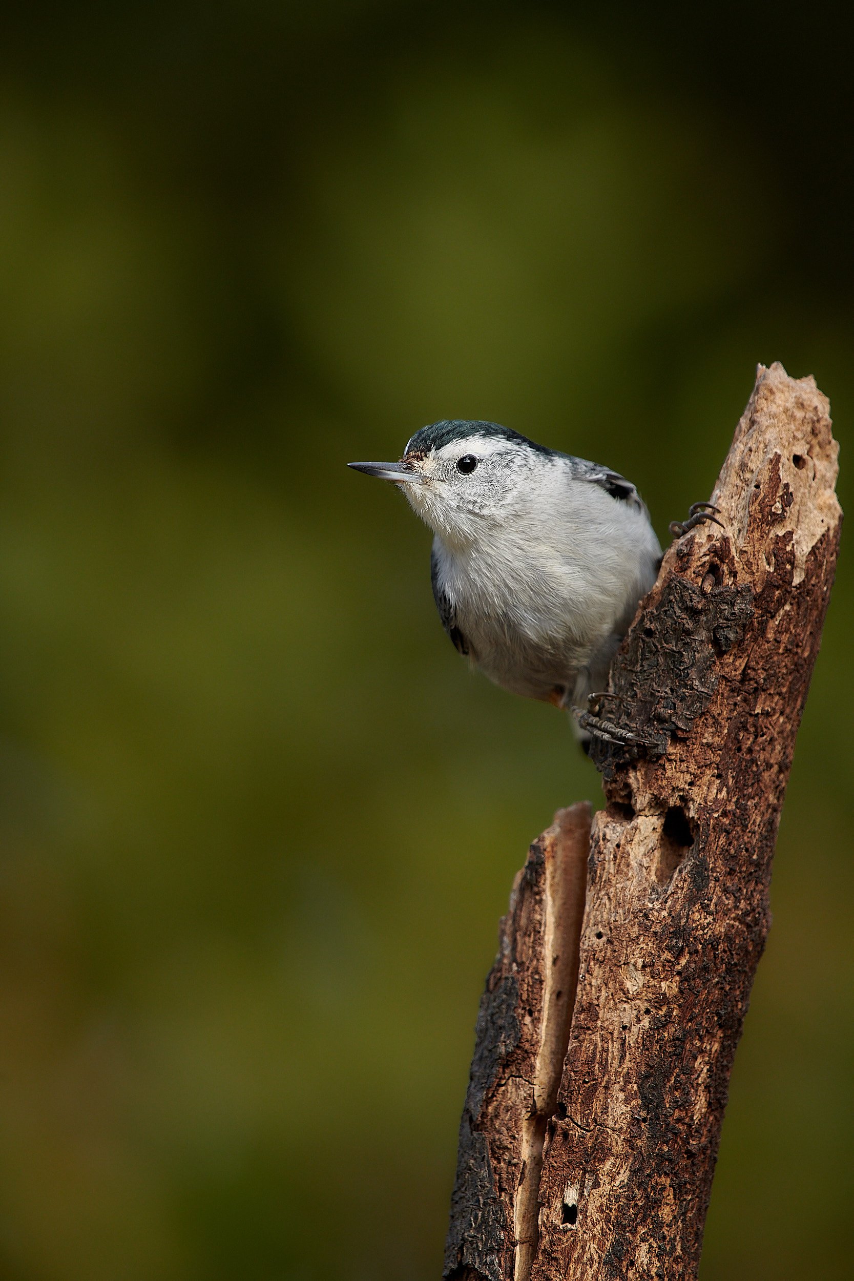 White-breasted Nuthatch