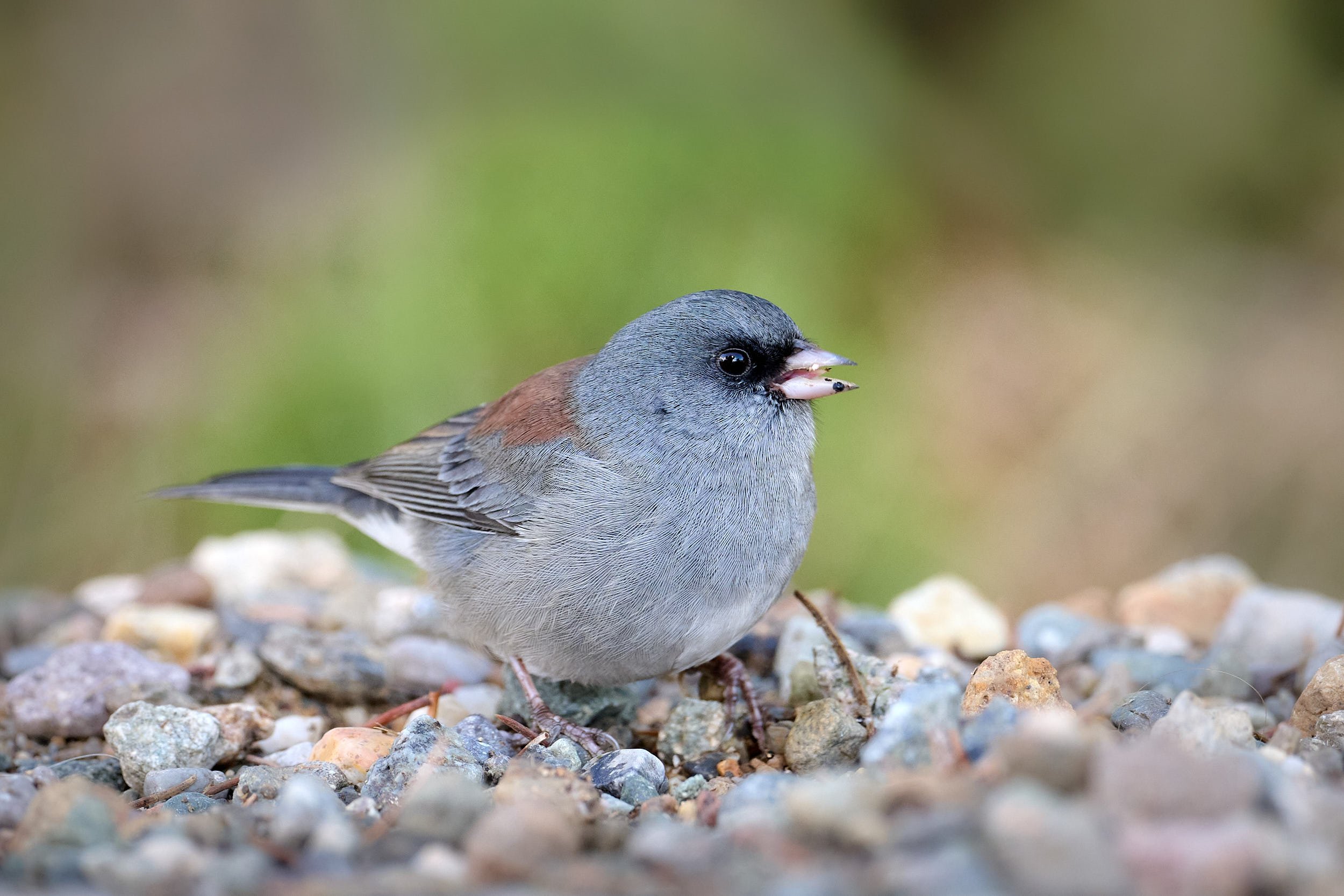 Dark-eyed Junco