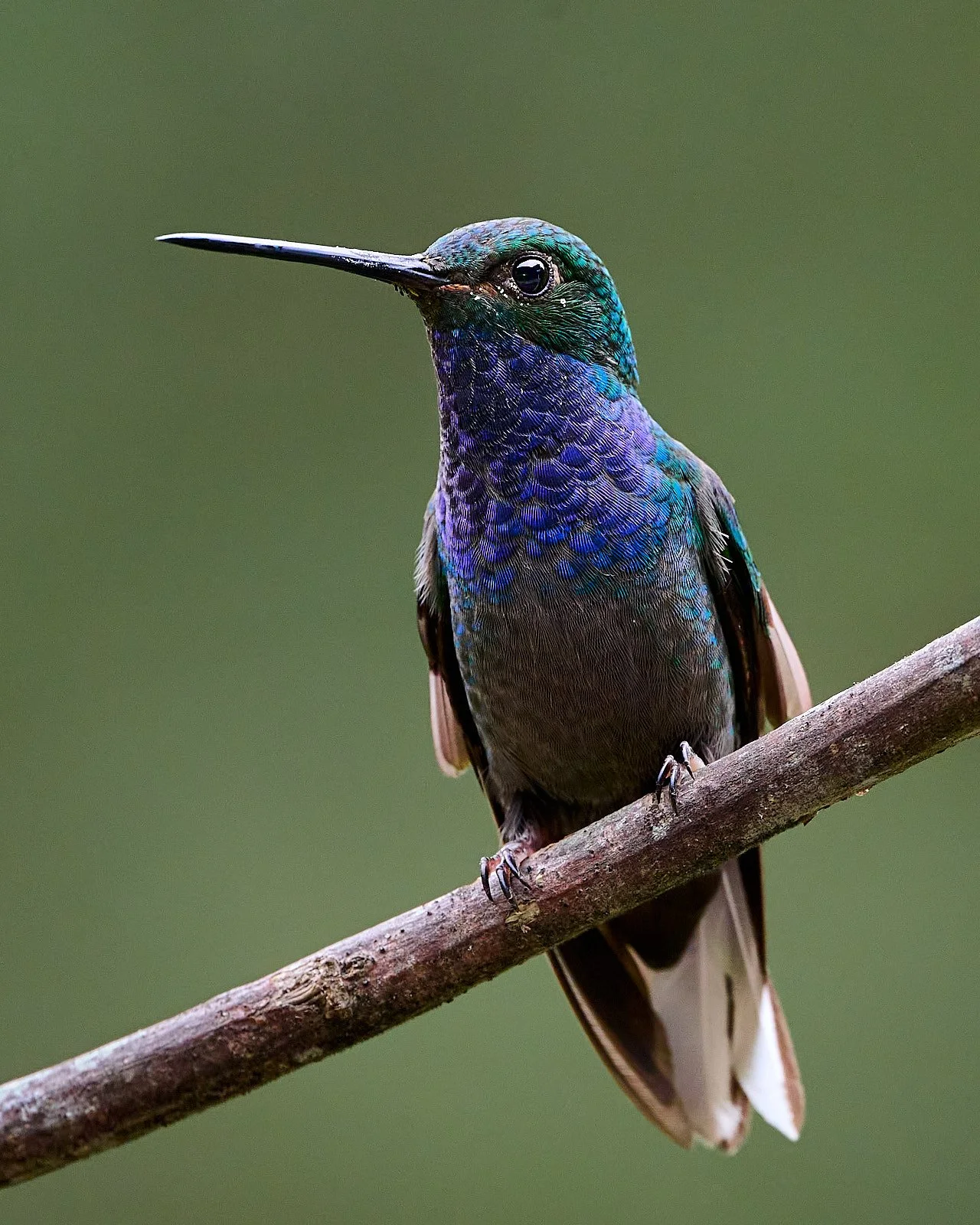 Rufous-gaped Hillstar