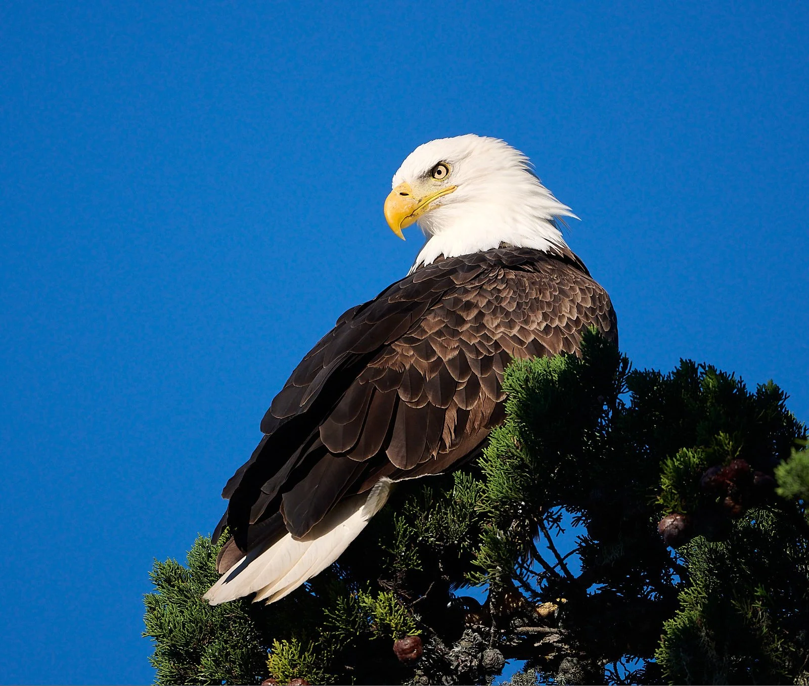 Bald Eagle