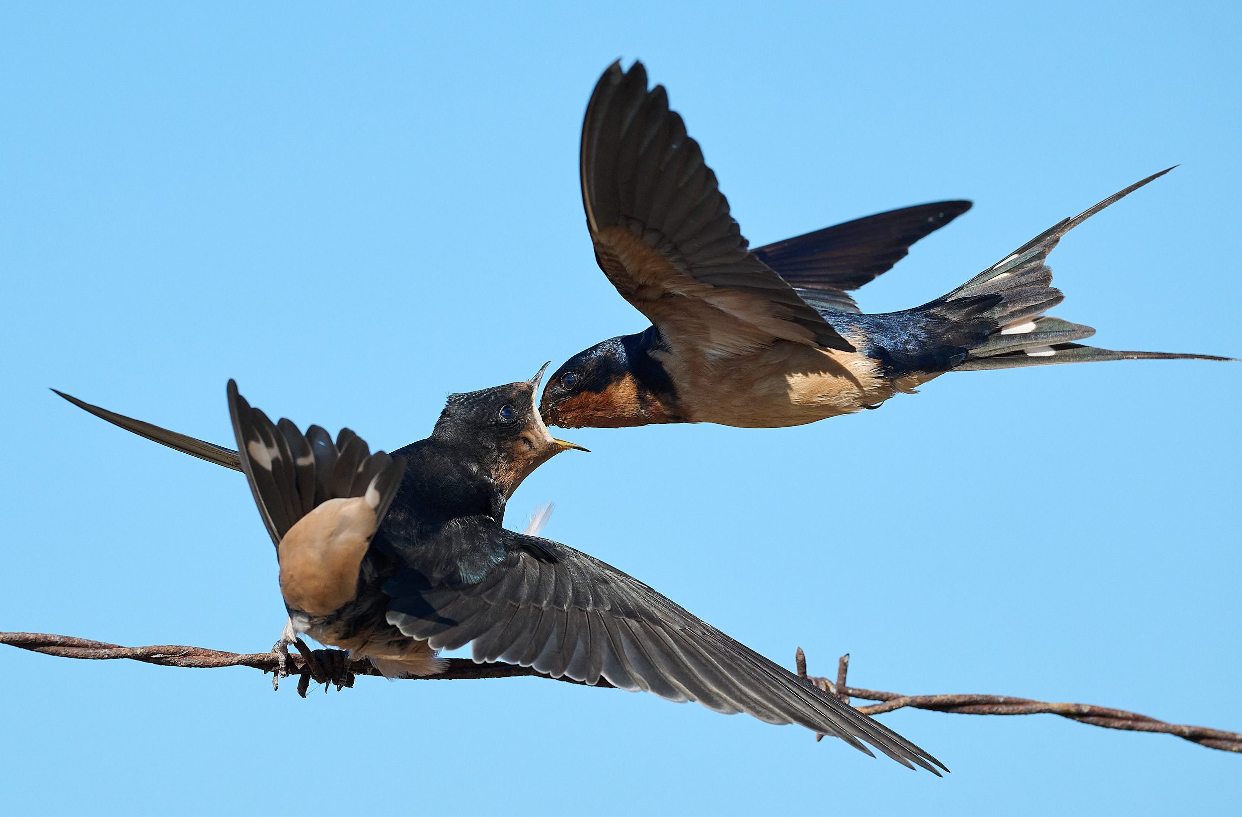 Barn Swallow