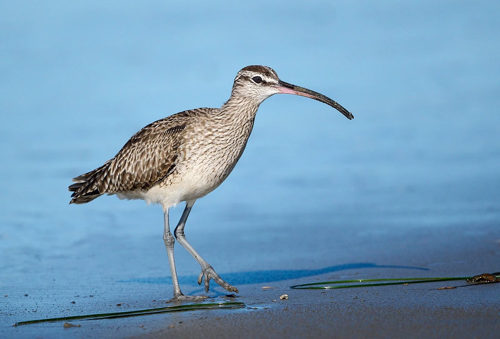 Whimbrel