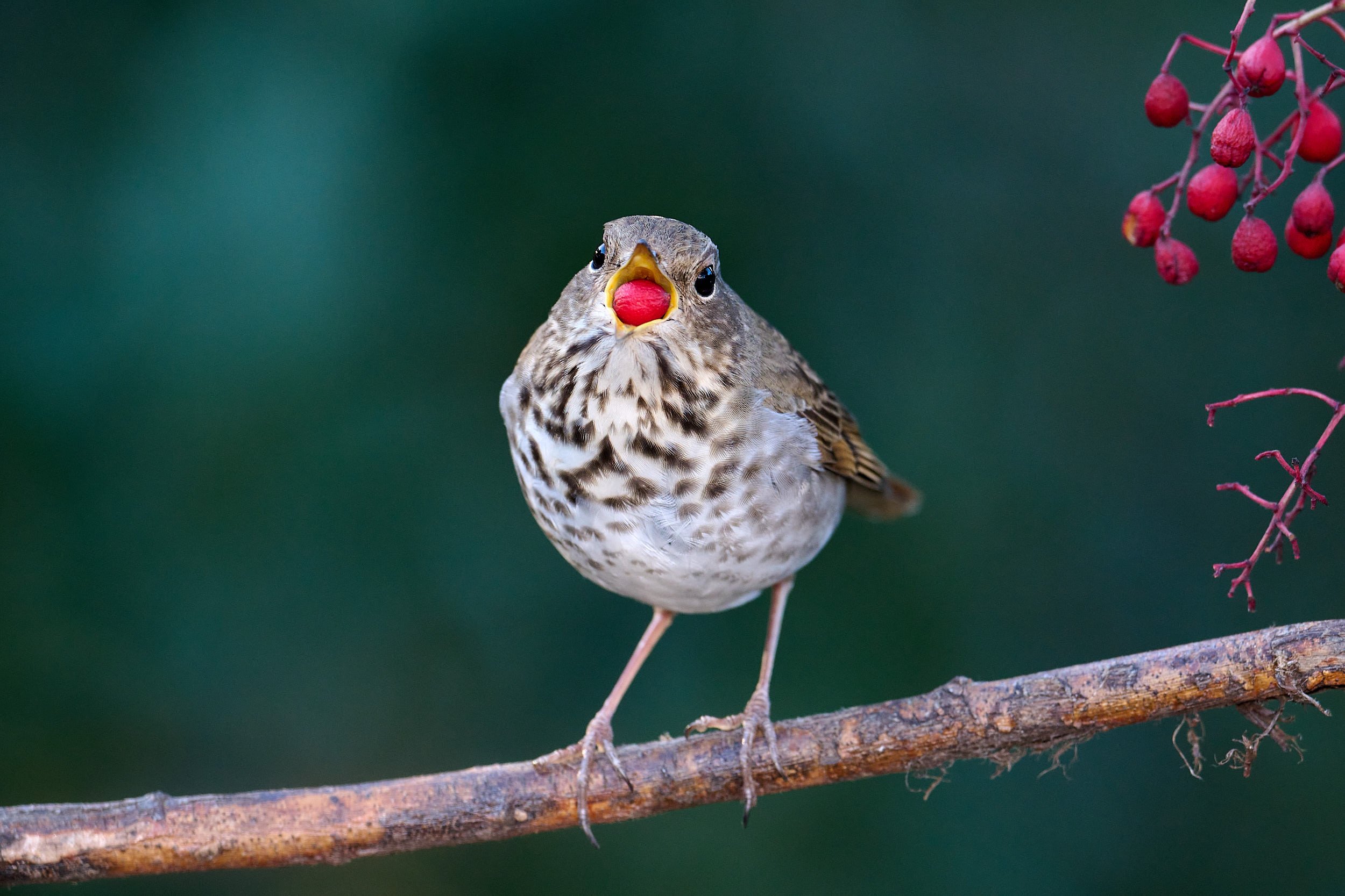 Hermit Thrush