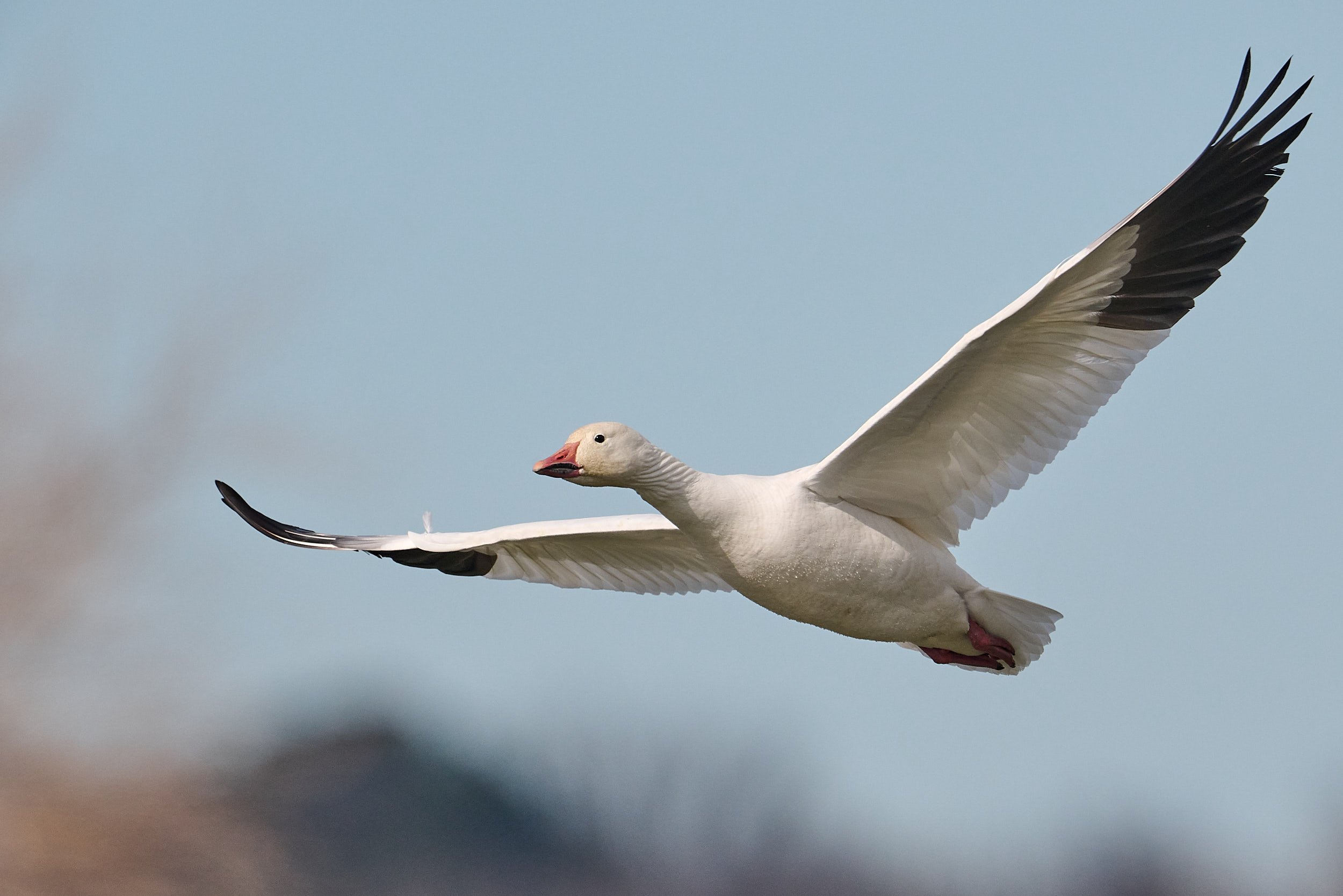 Snow Goose