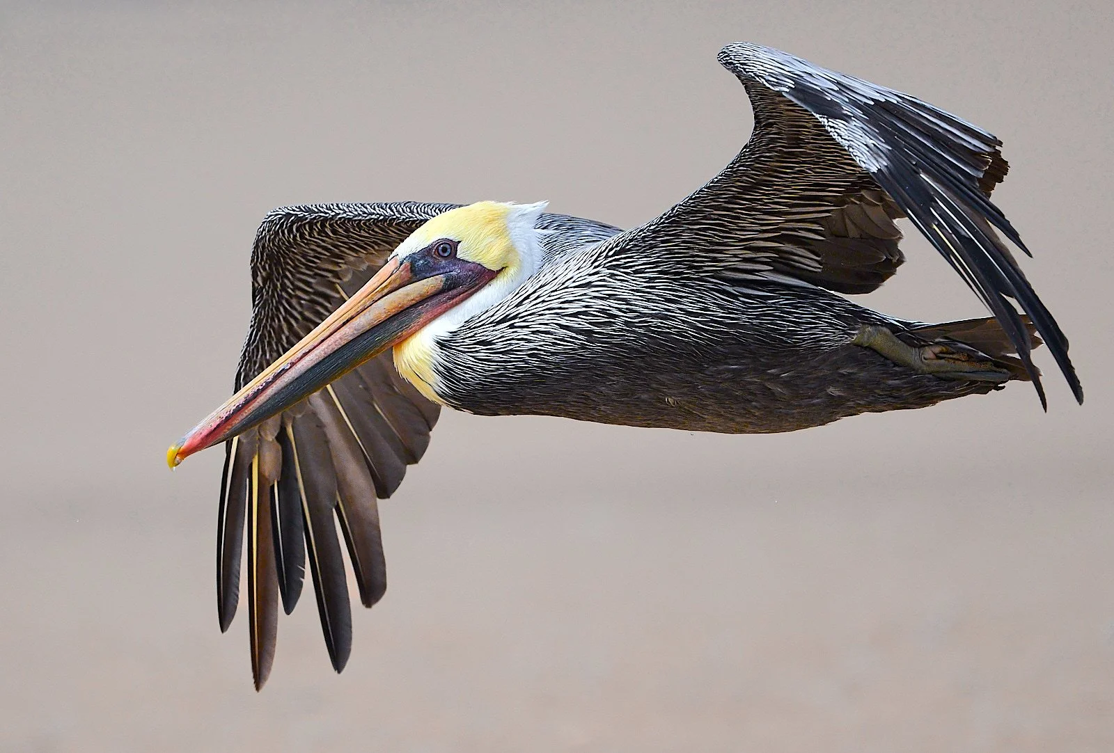 Brown Pelican
