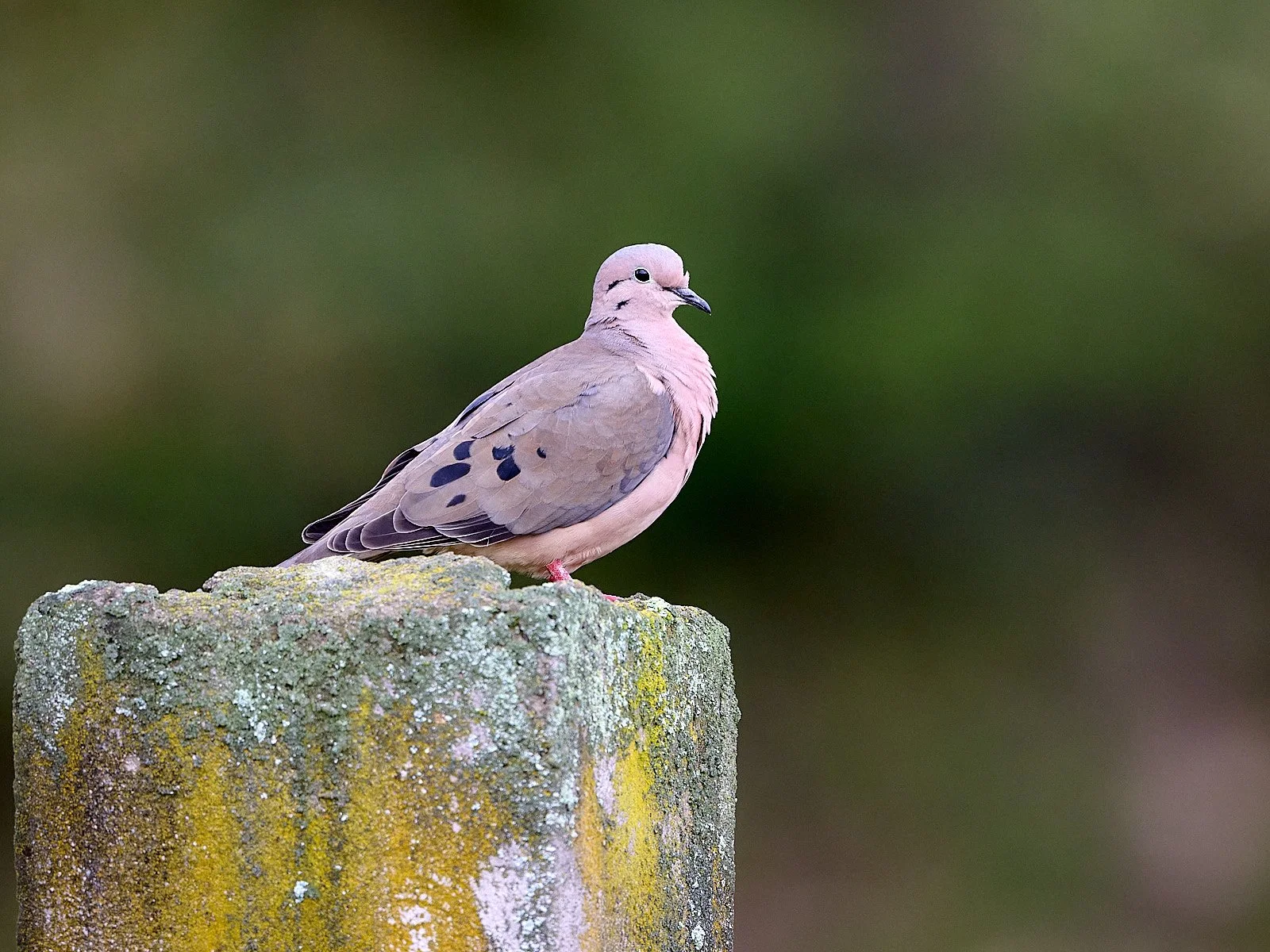 Eared Dove
