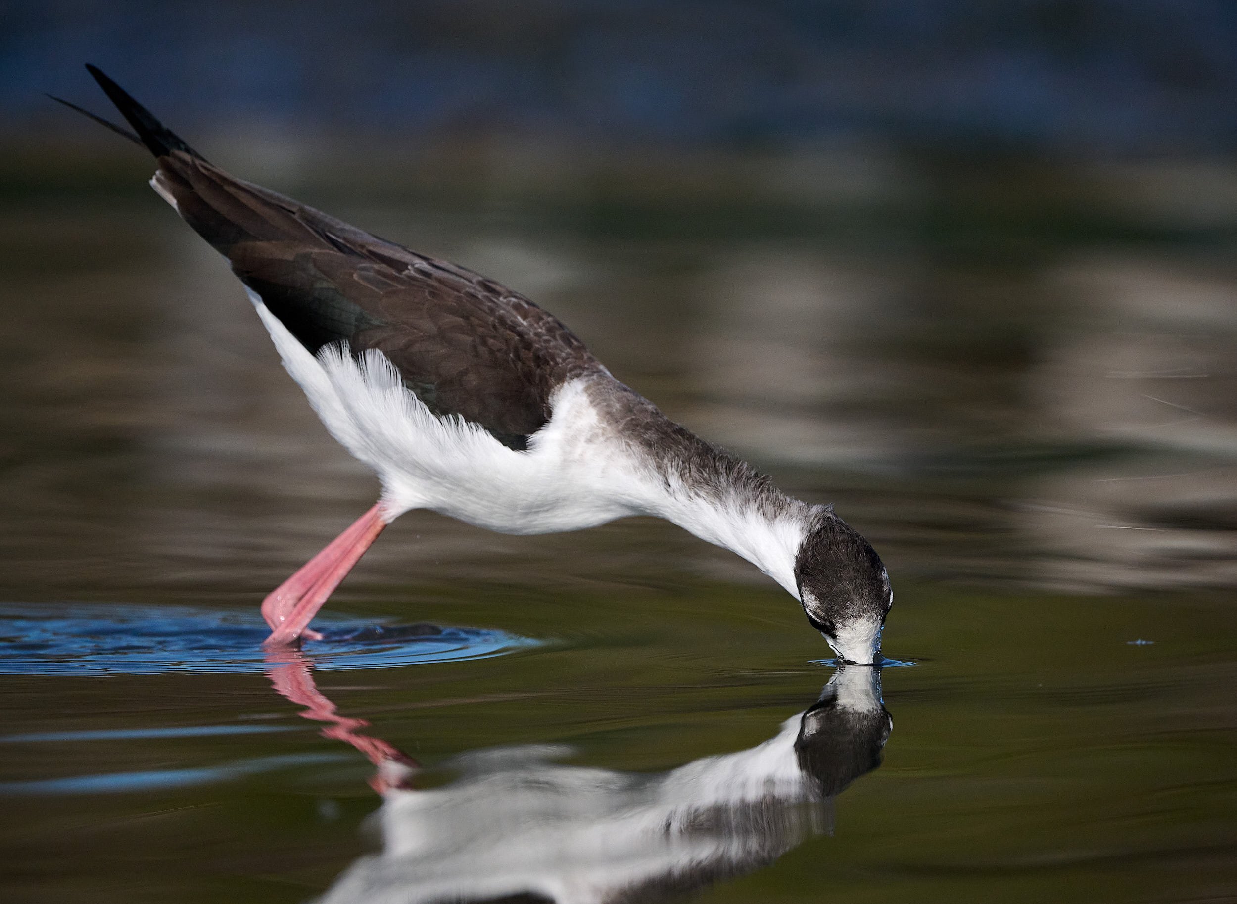 Black-necked Stilt
