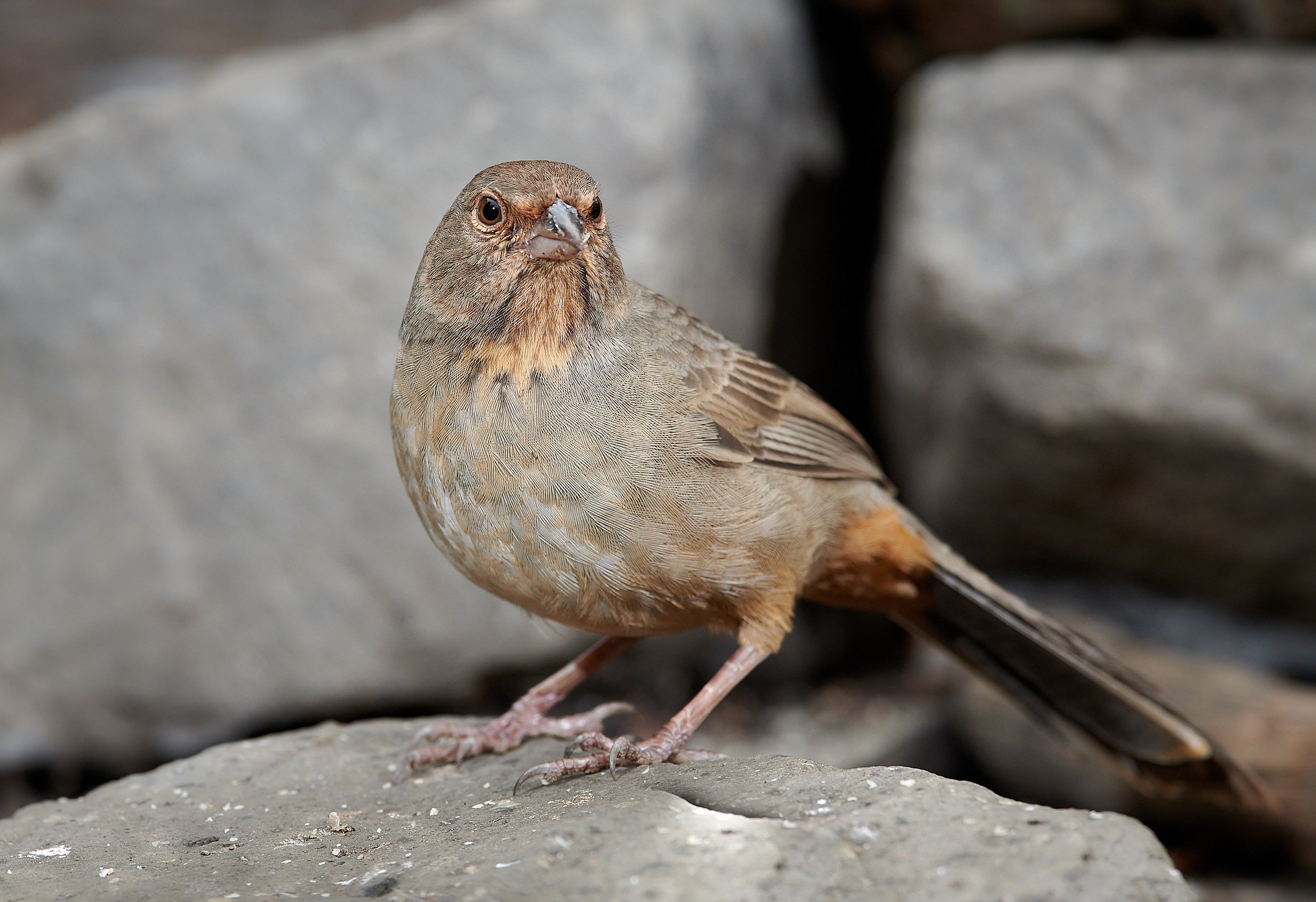 California Towhee