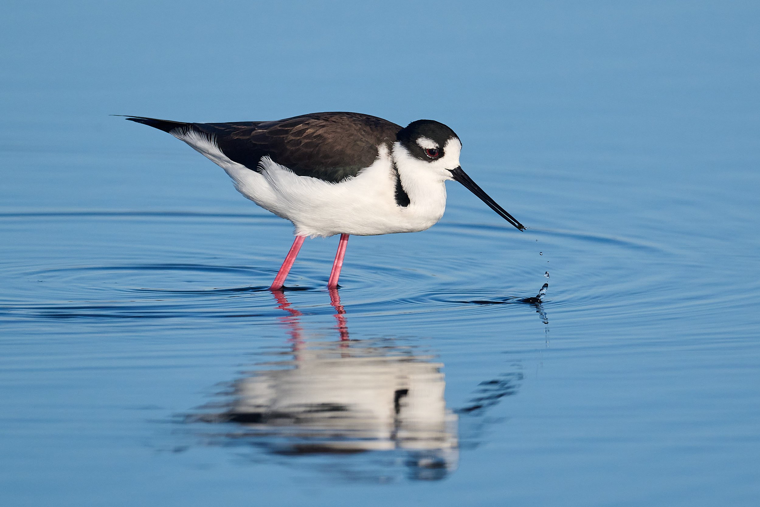 Black-necked Stilt