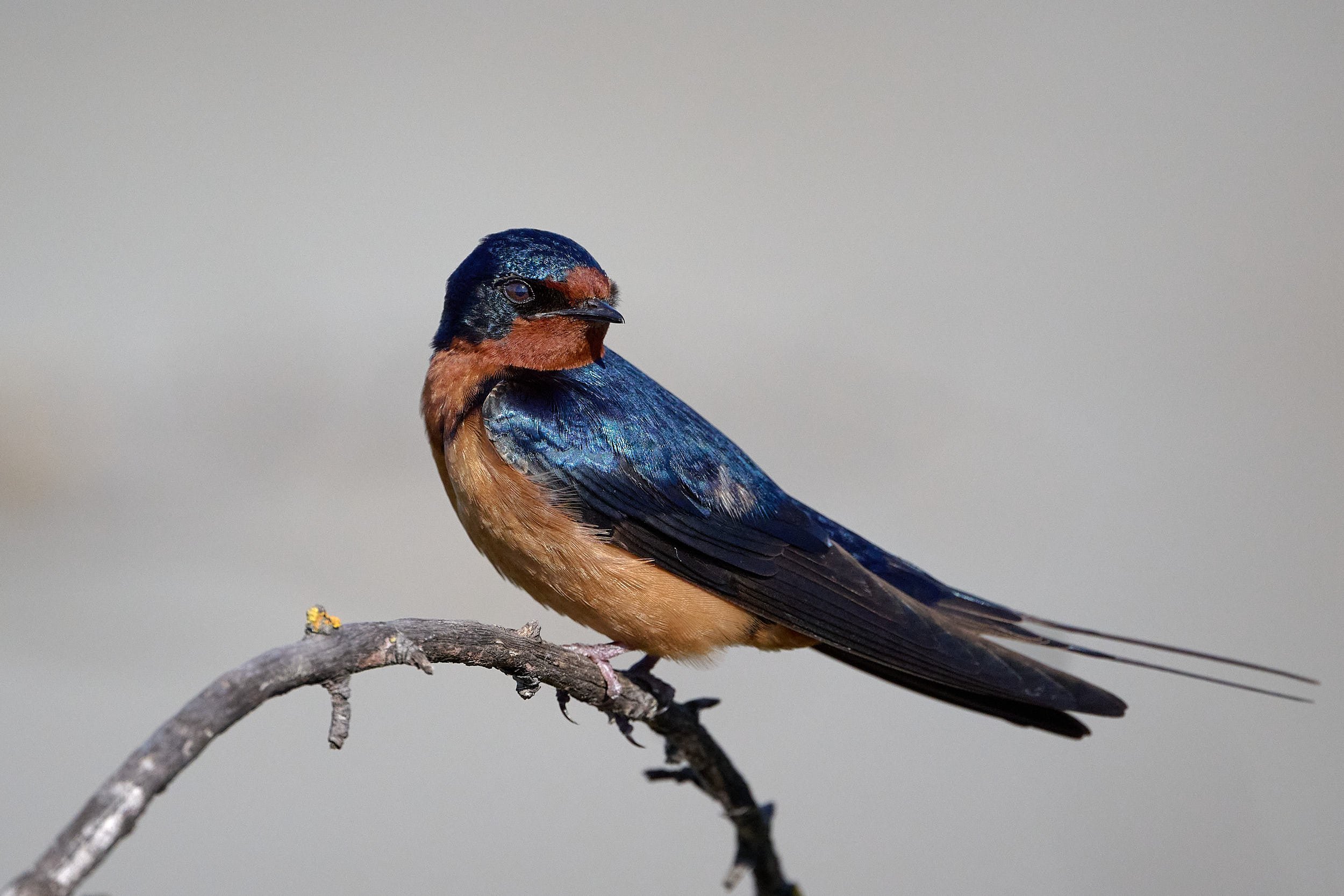 Barn Swallow