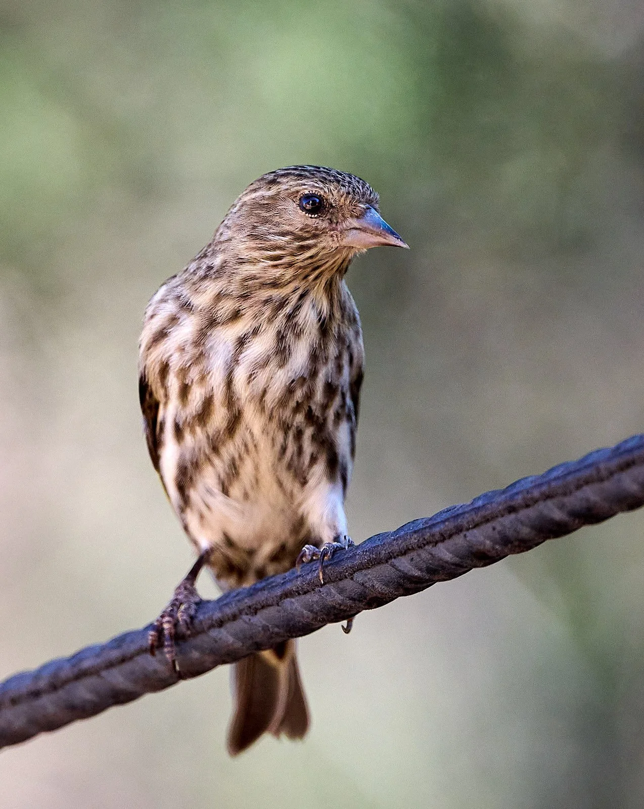 Pine Siskin