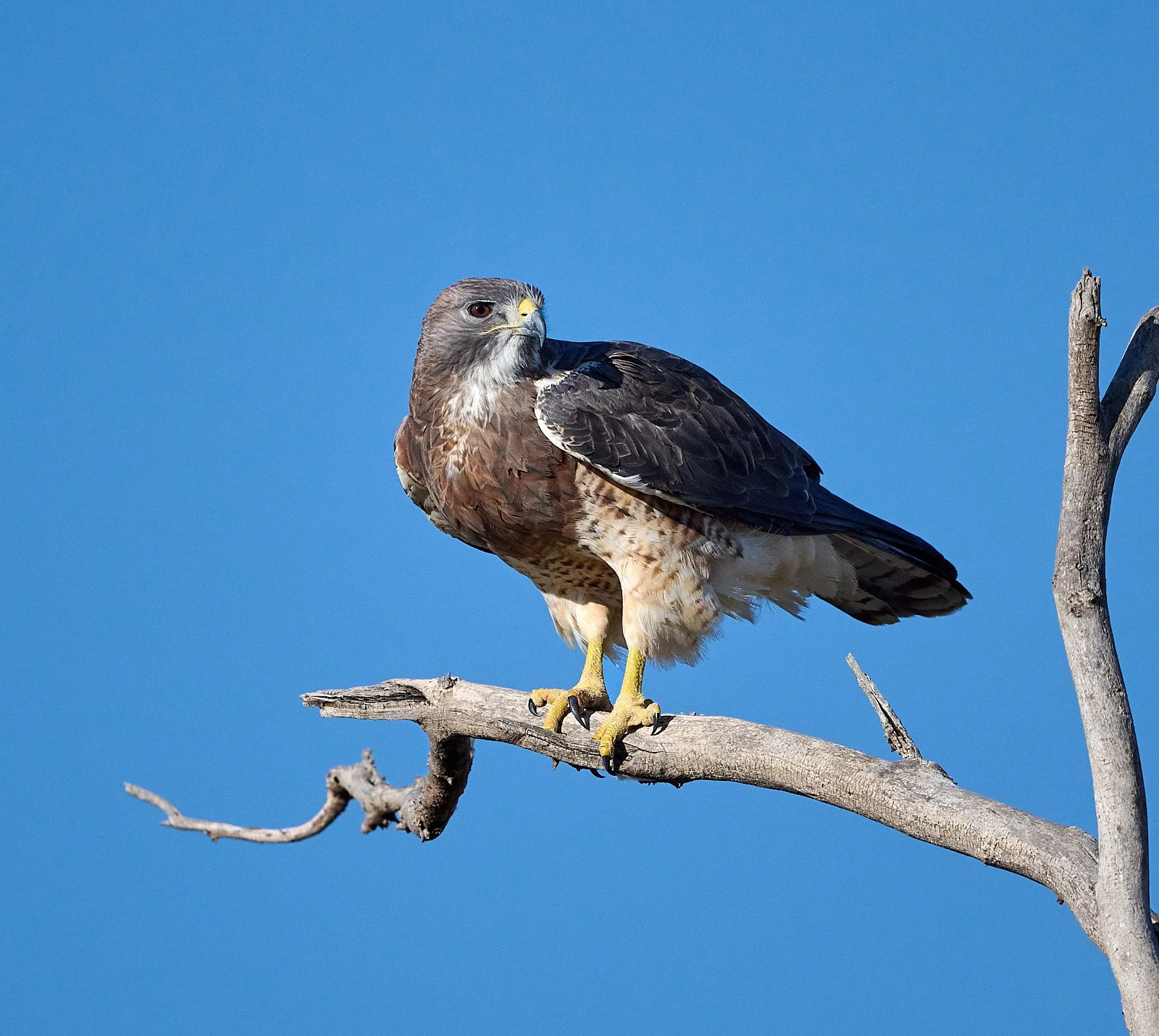 Swainson's Hawk