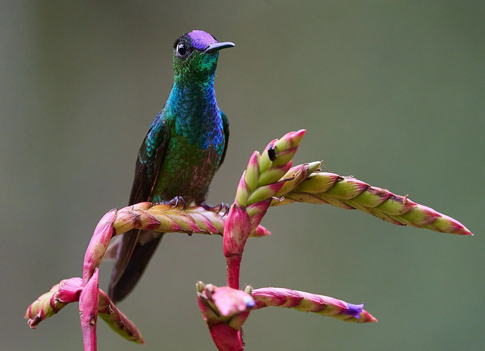 Velvet-fronted Brilliant