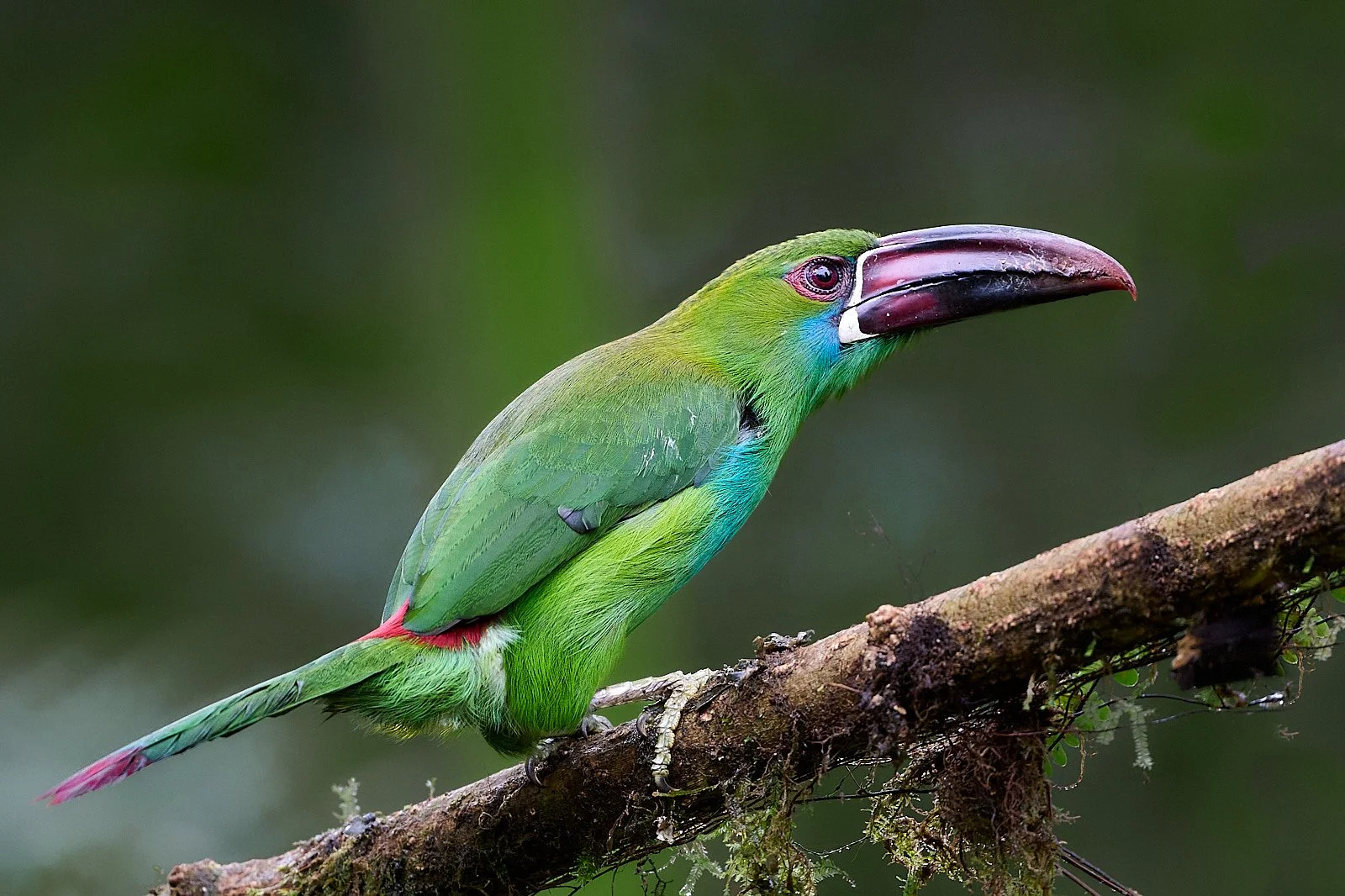 Crimson-rumped Toucanet