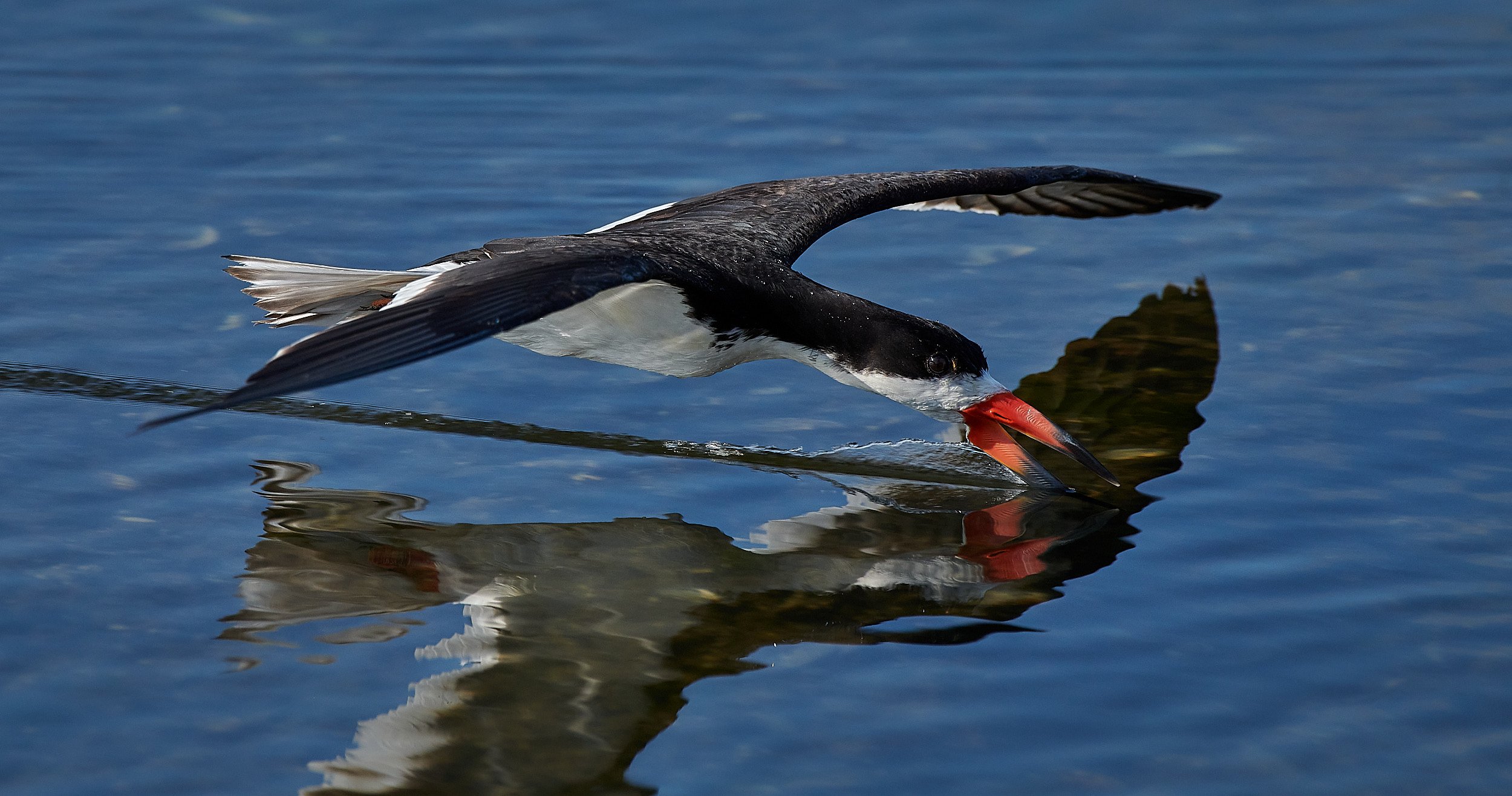 Black Skimmer