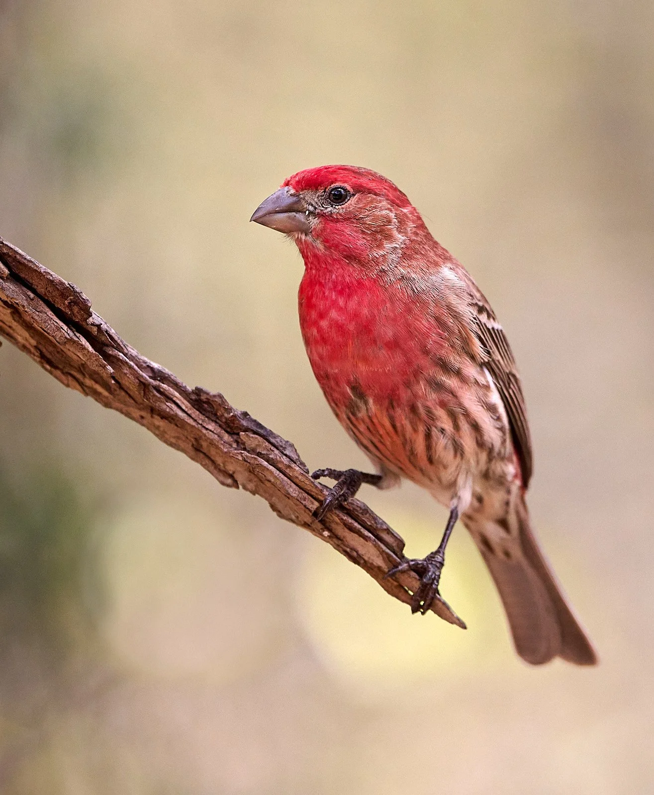 House Finch