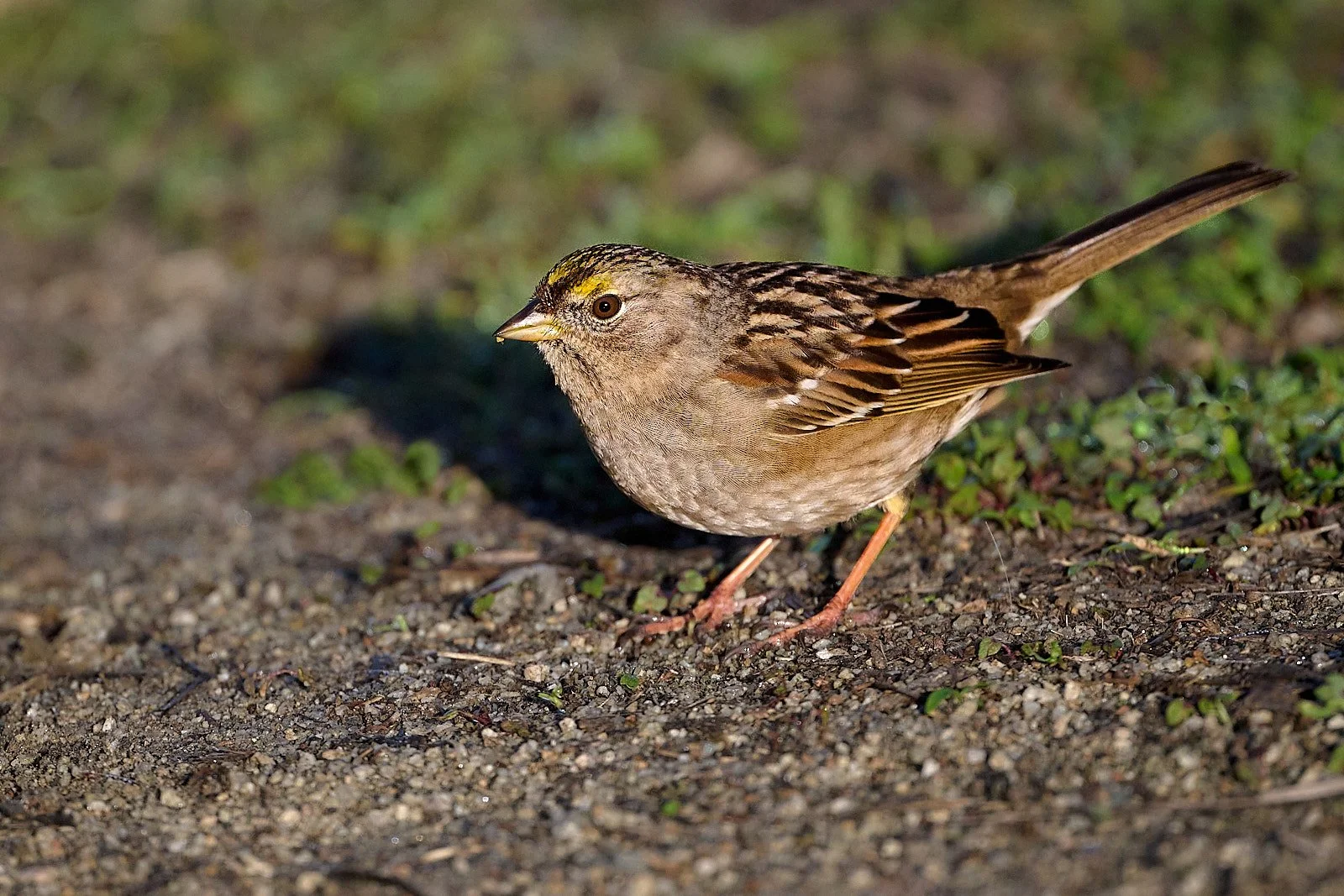 Savannah Sparrow