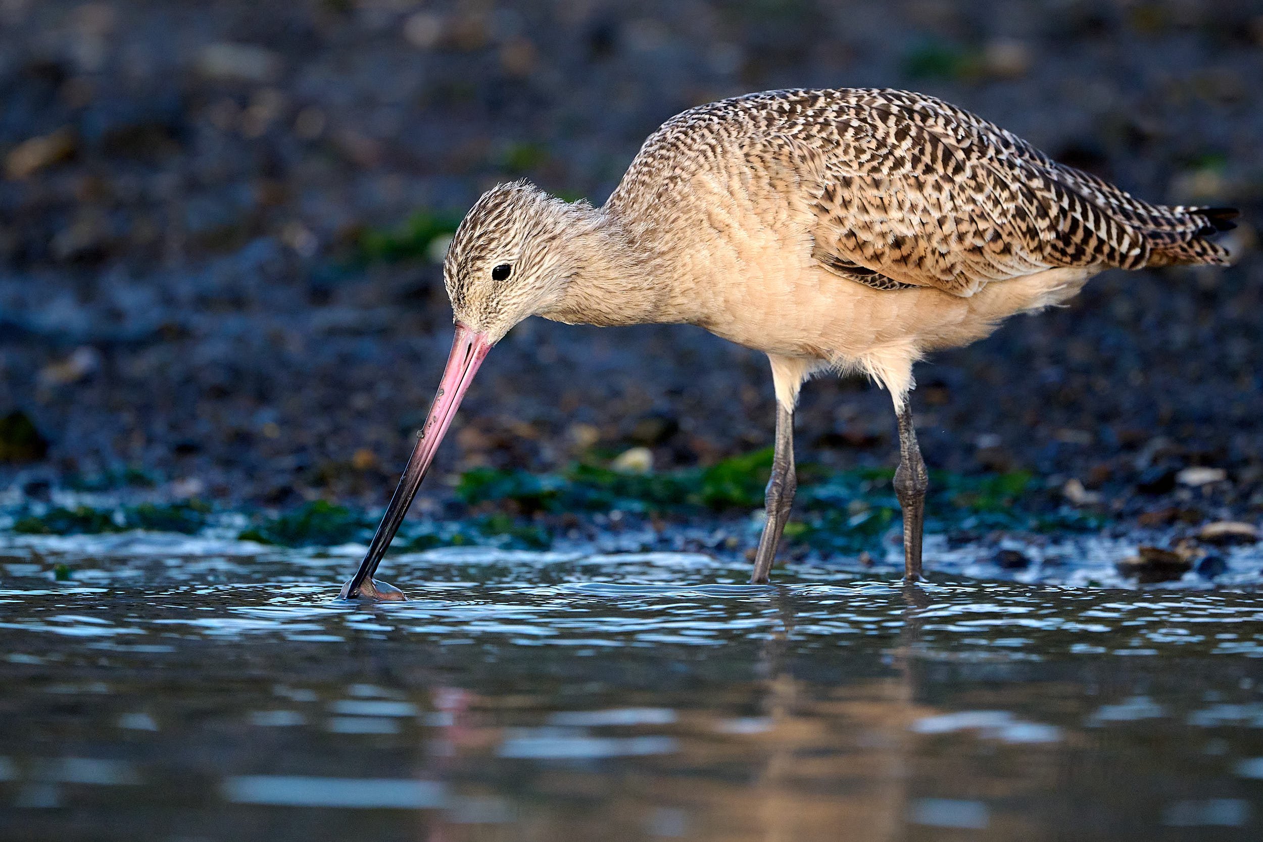 Marbled Godwit
