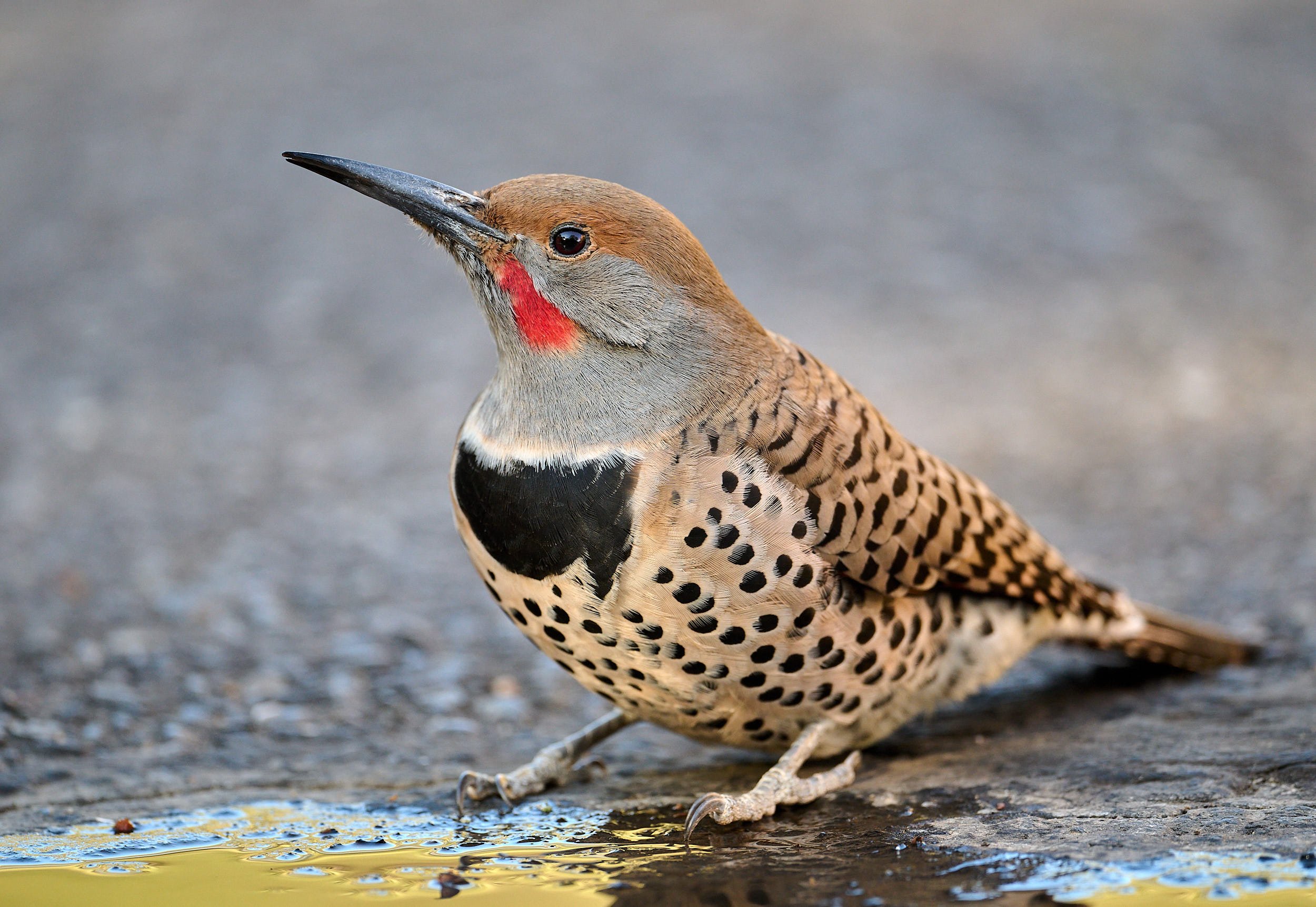 Northern Flicker