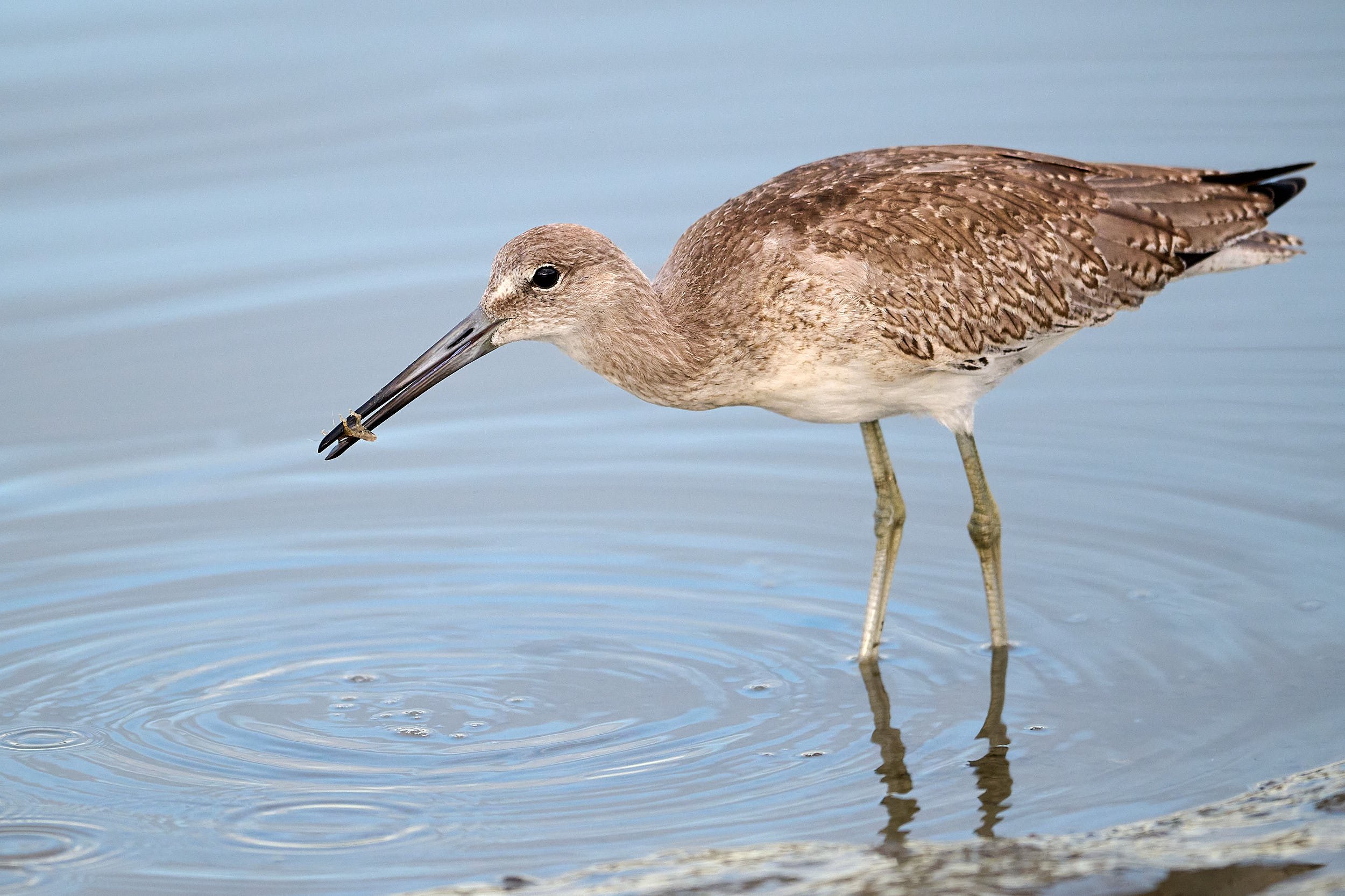 Willet