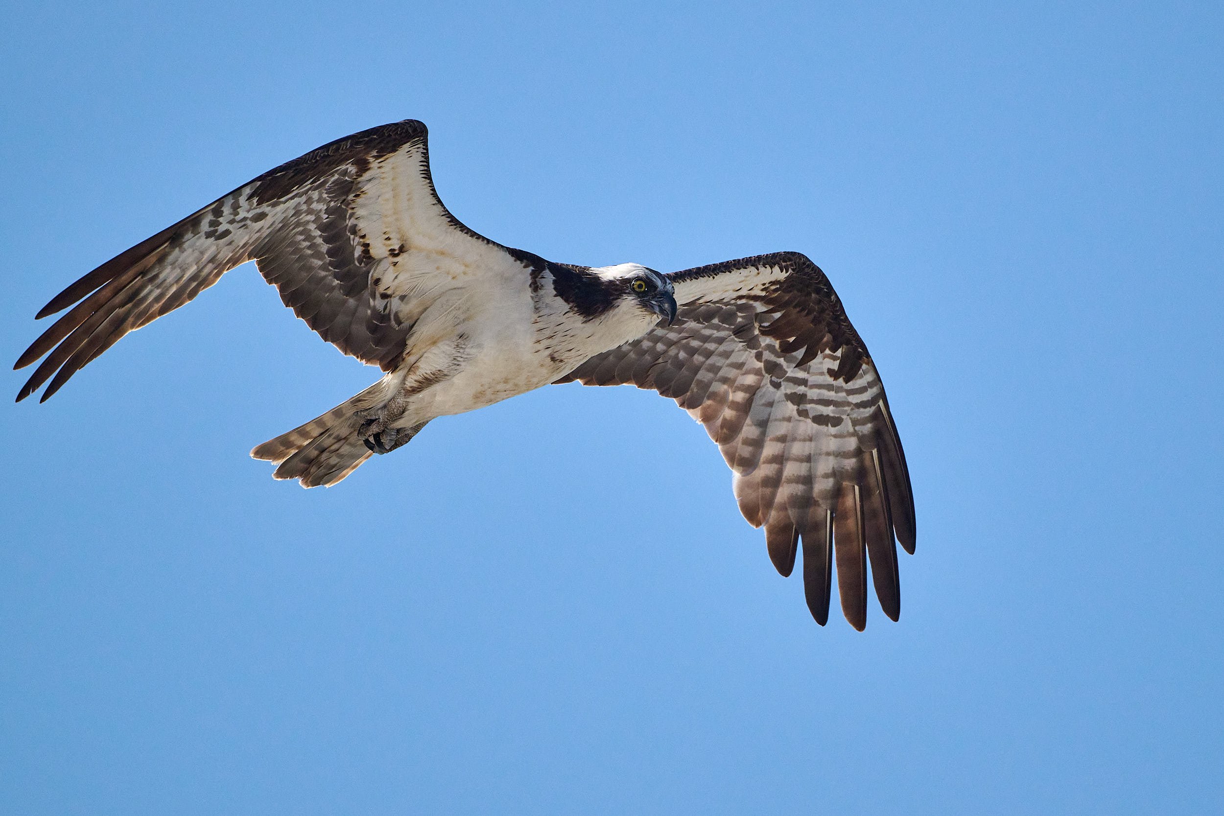 Osprey