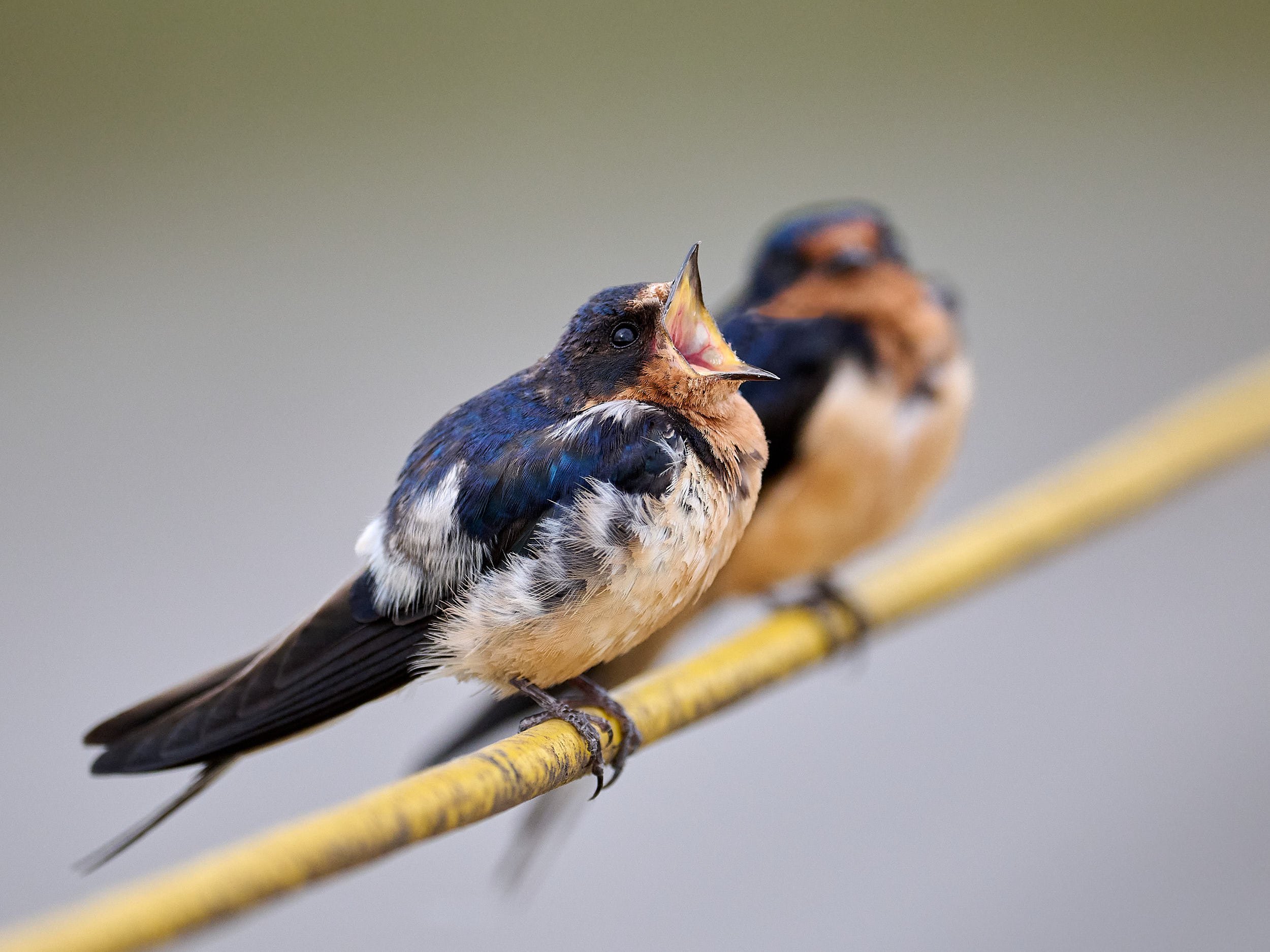 Barn Swallow