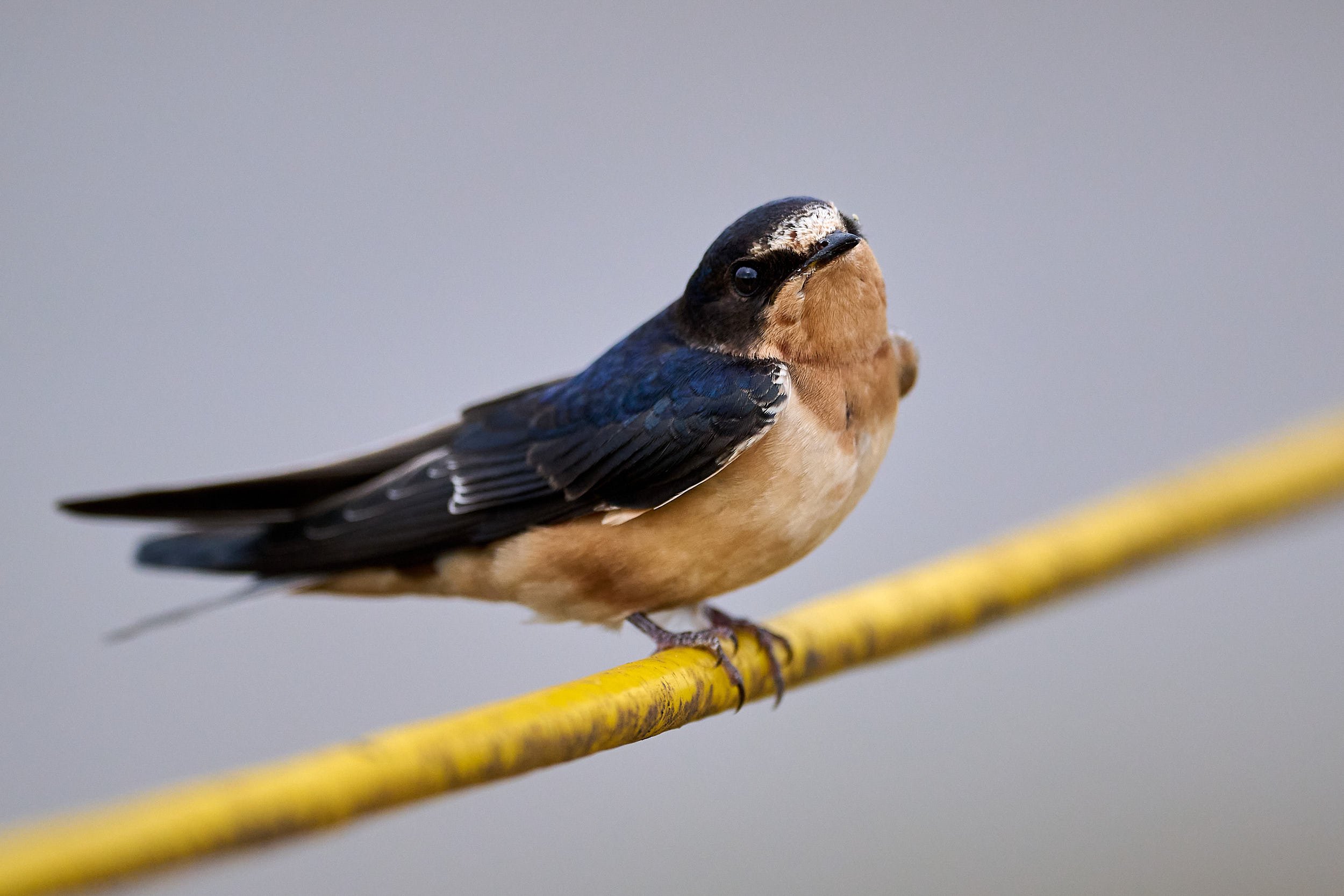 Barn Swallow