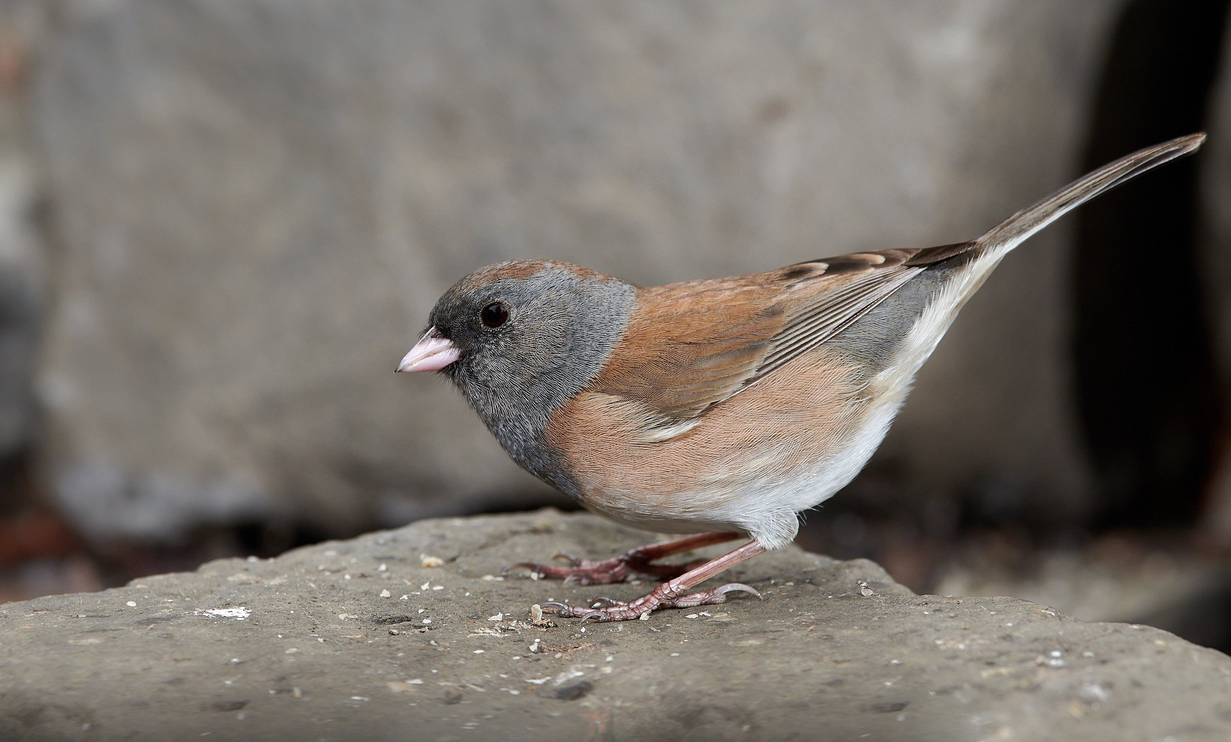 Dark-eyed Junco