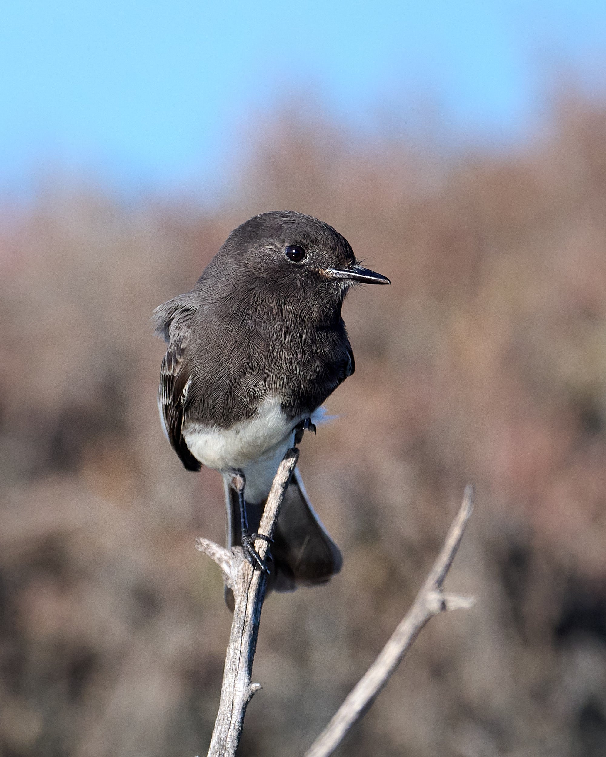 Black Phoebe