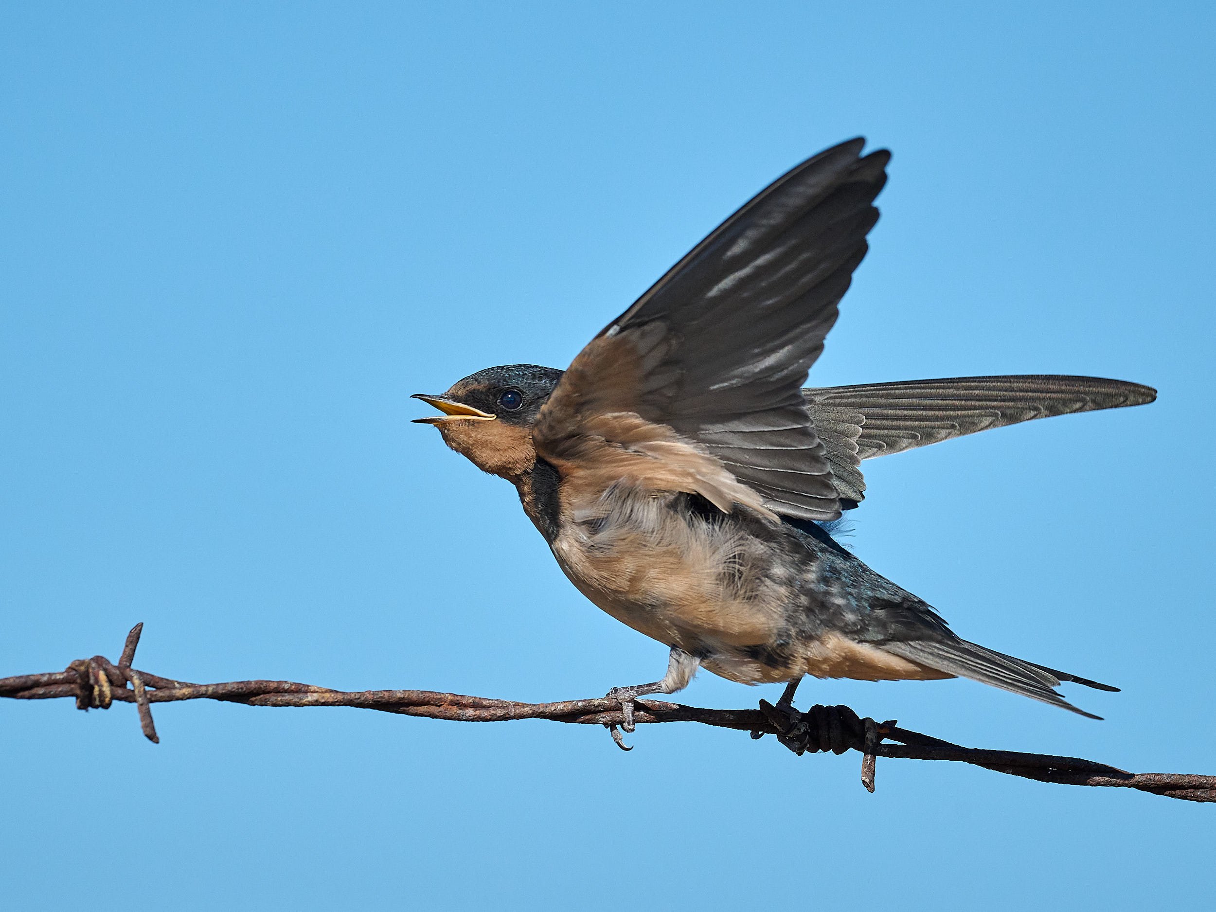 Barn Swallow