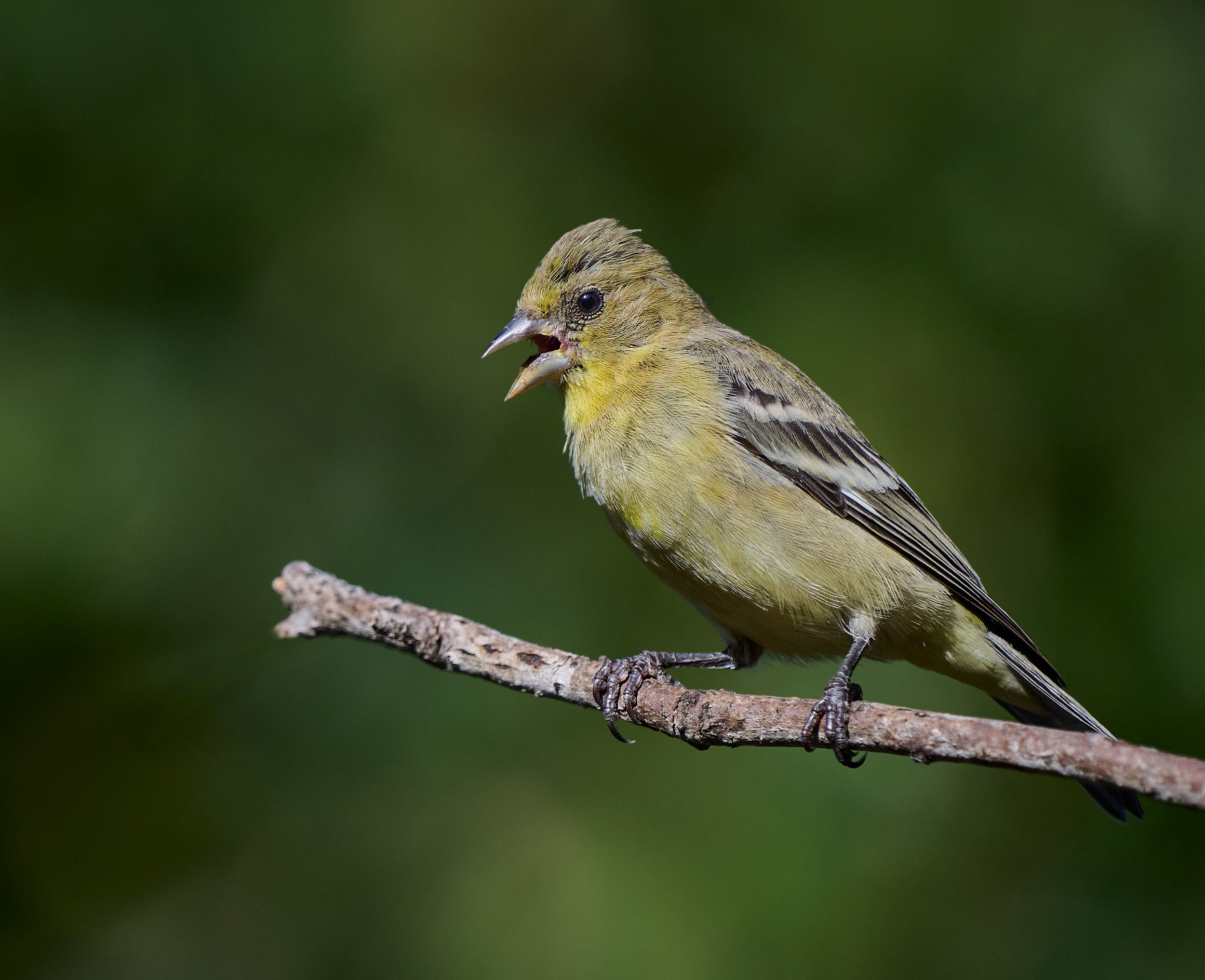 Lesser Goldfinch