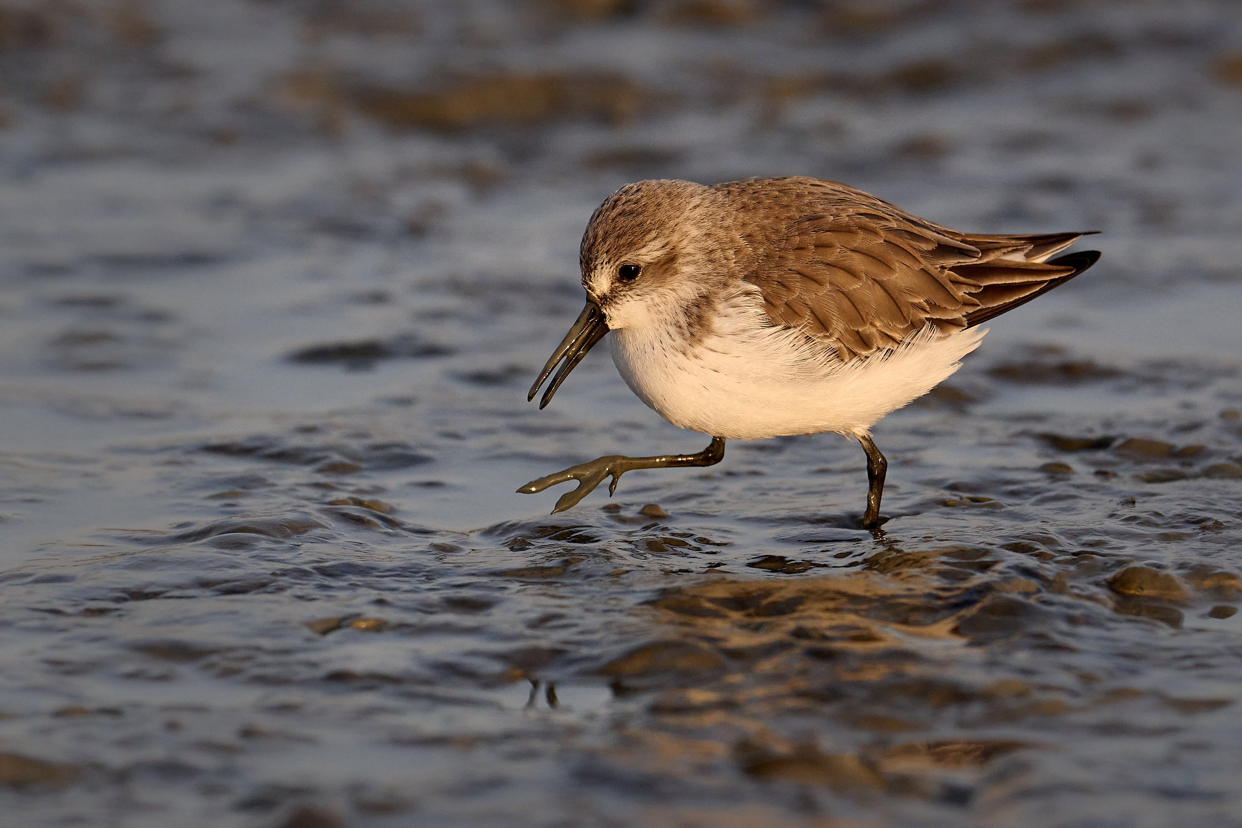 Least Sandpiper