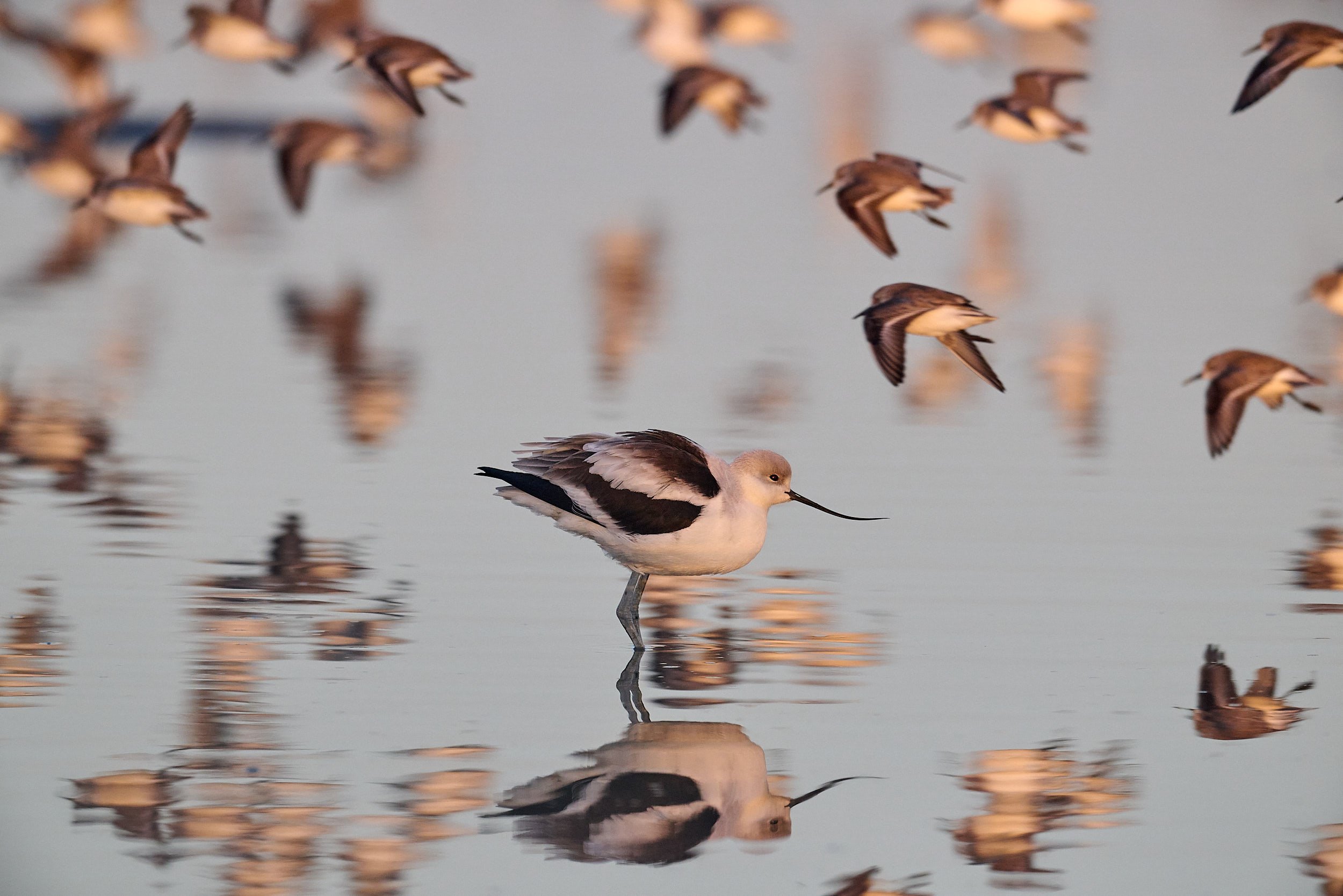 Avocet