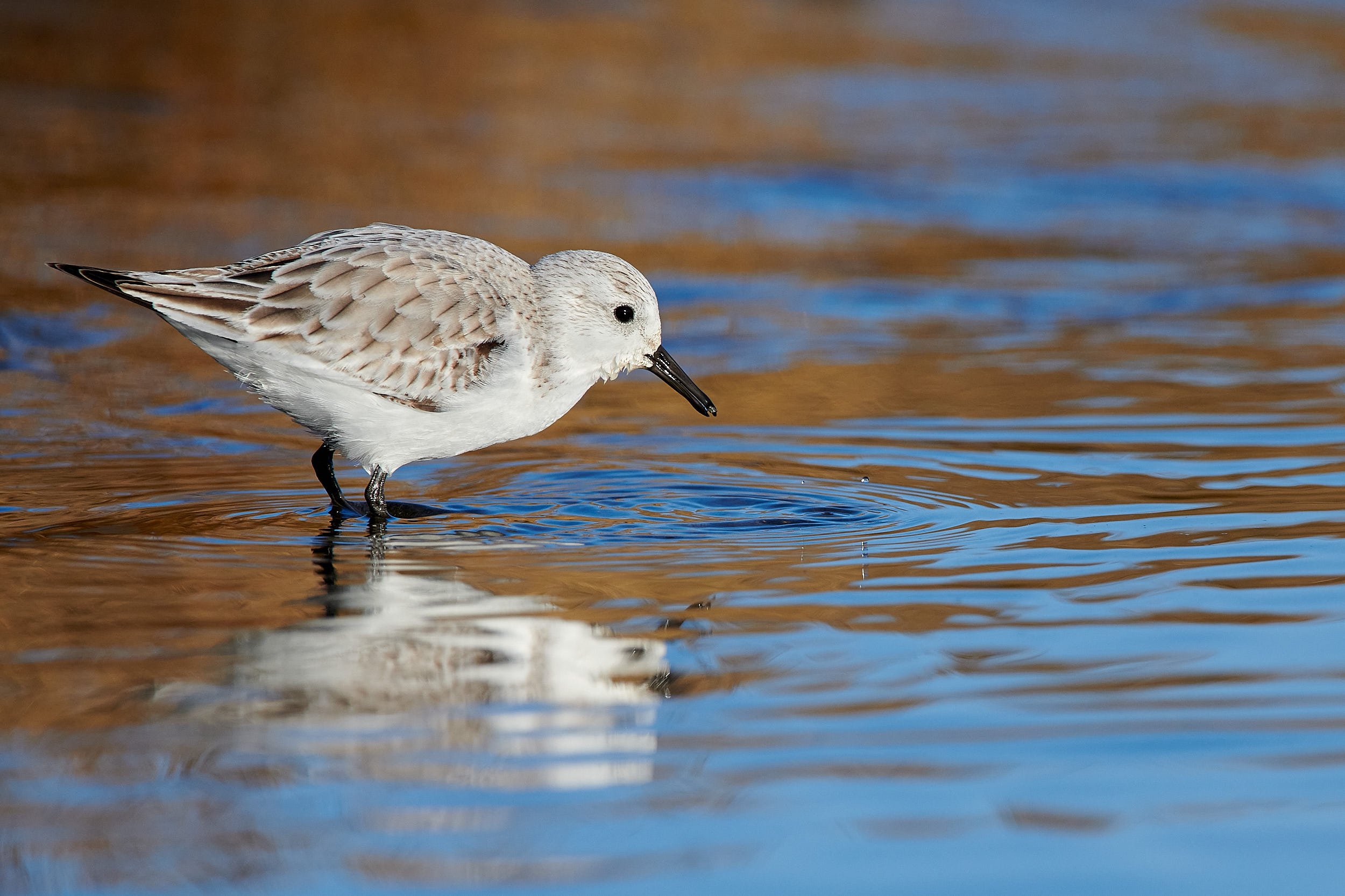 Sanderling