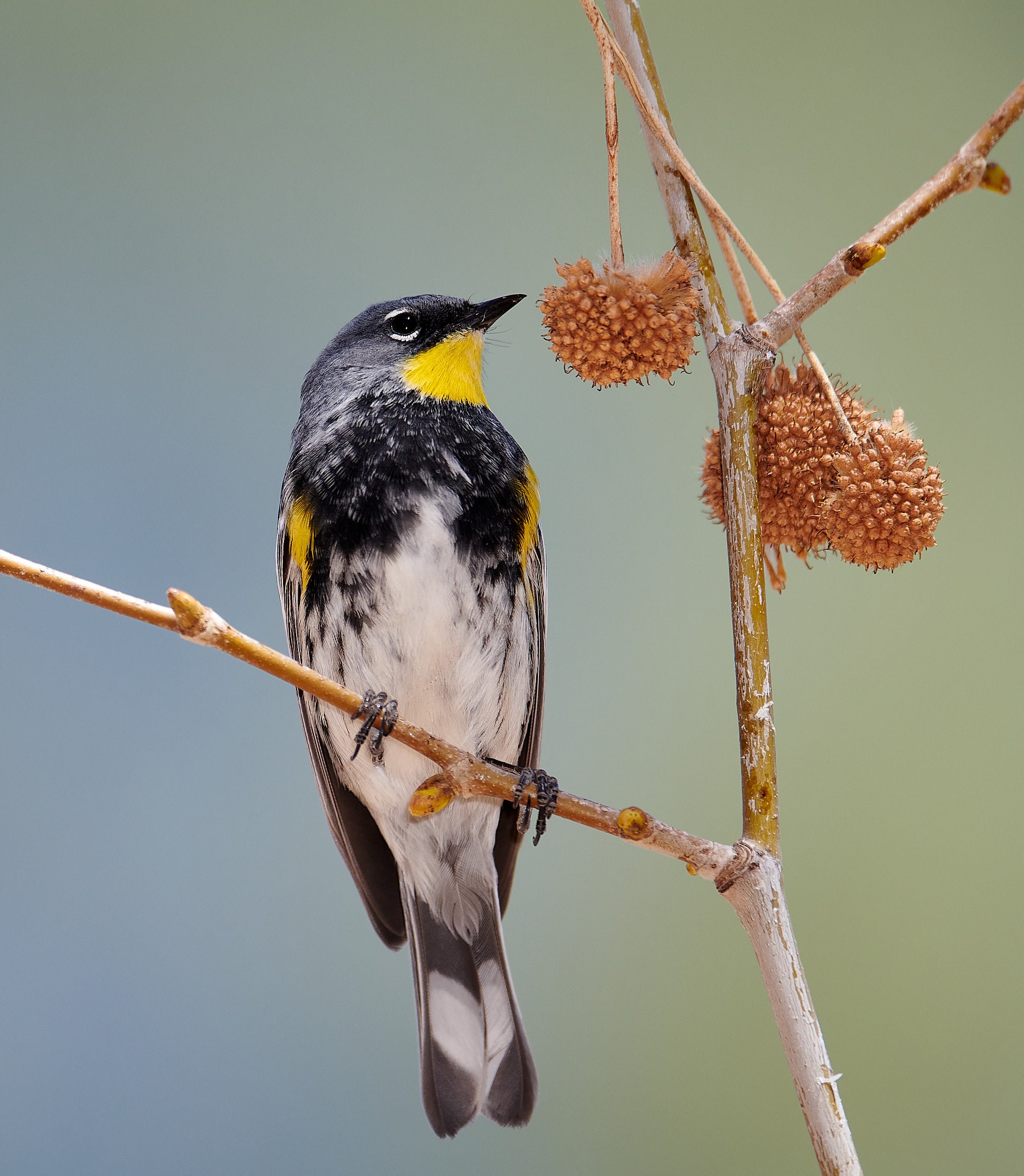 Yellow-rumped Warbler