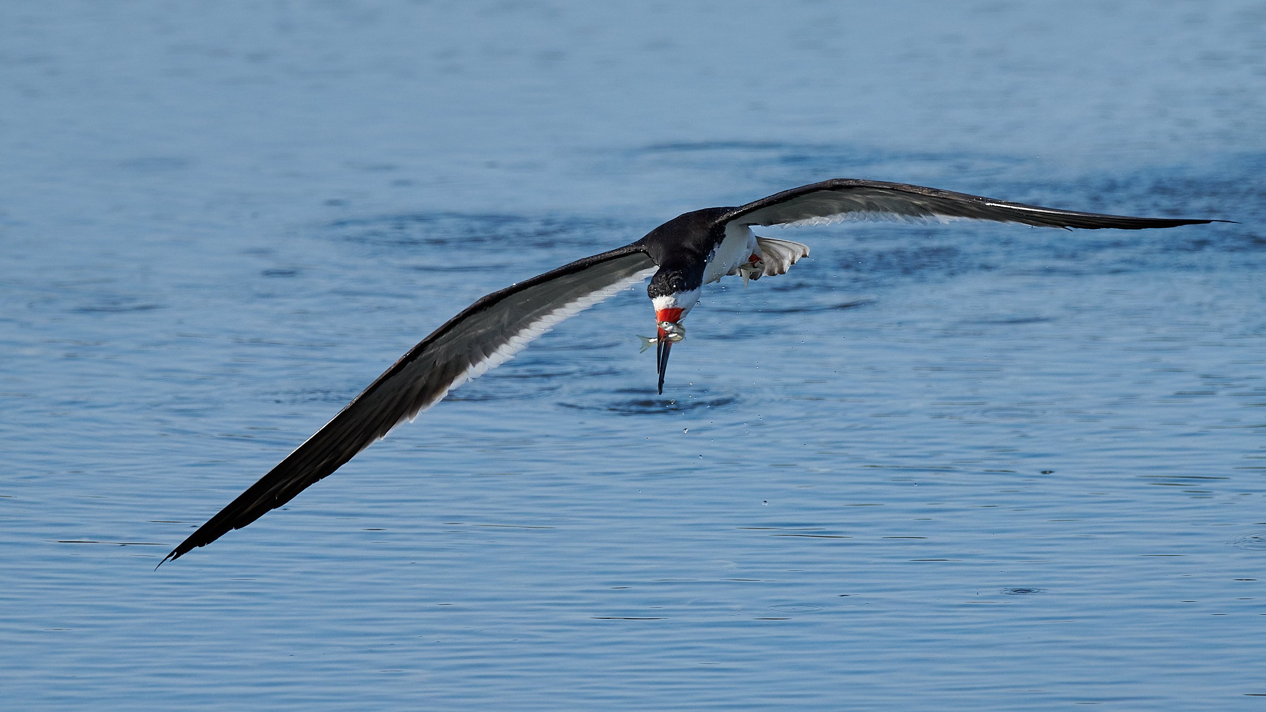 Black Skimmer
