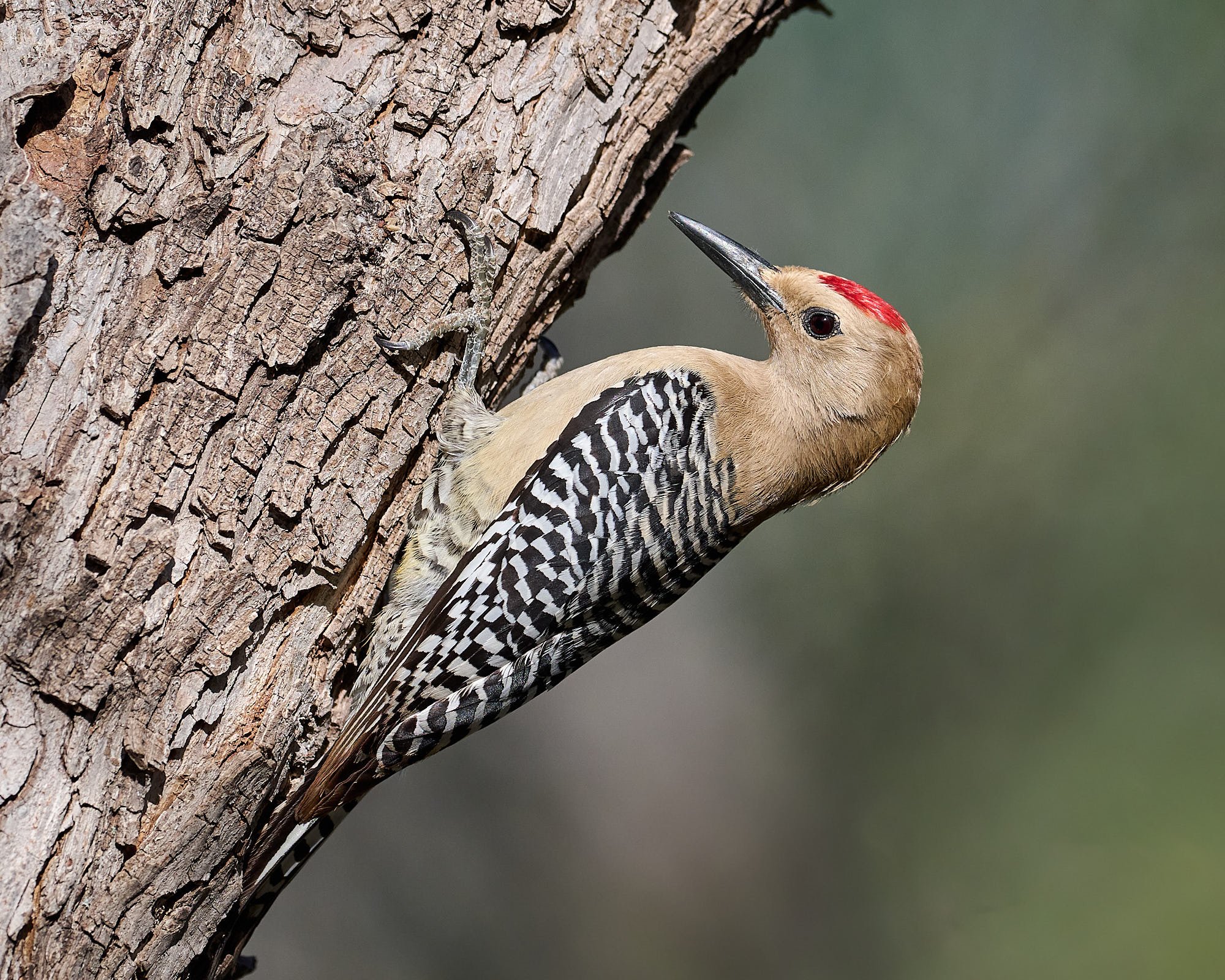 Gila Woodpecker