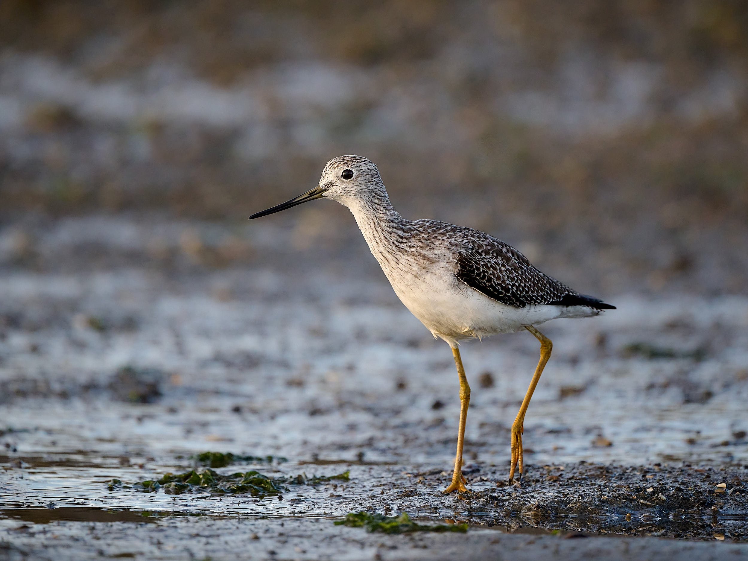 Greater Yellowlegs