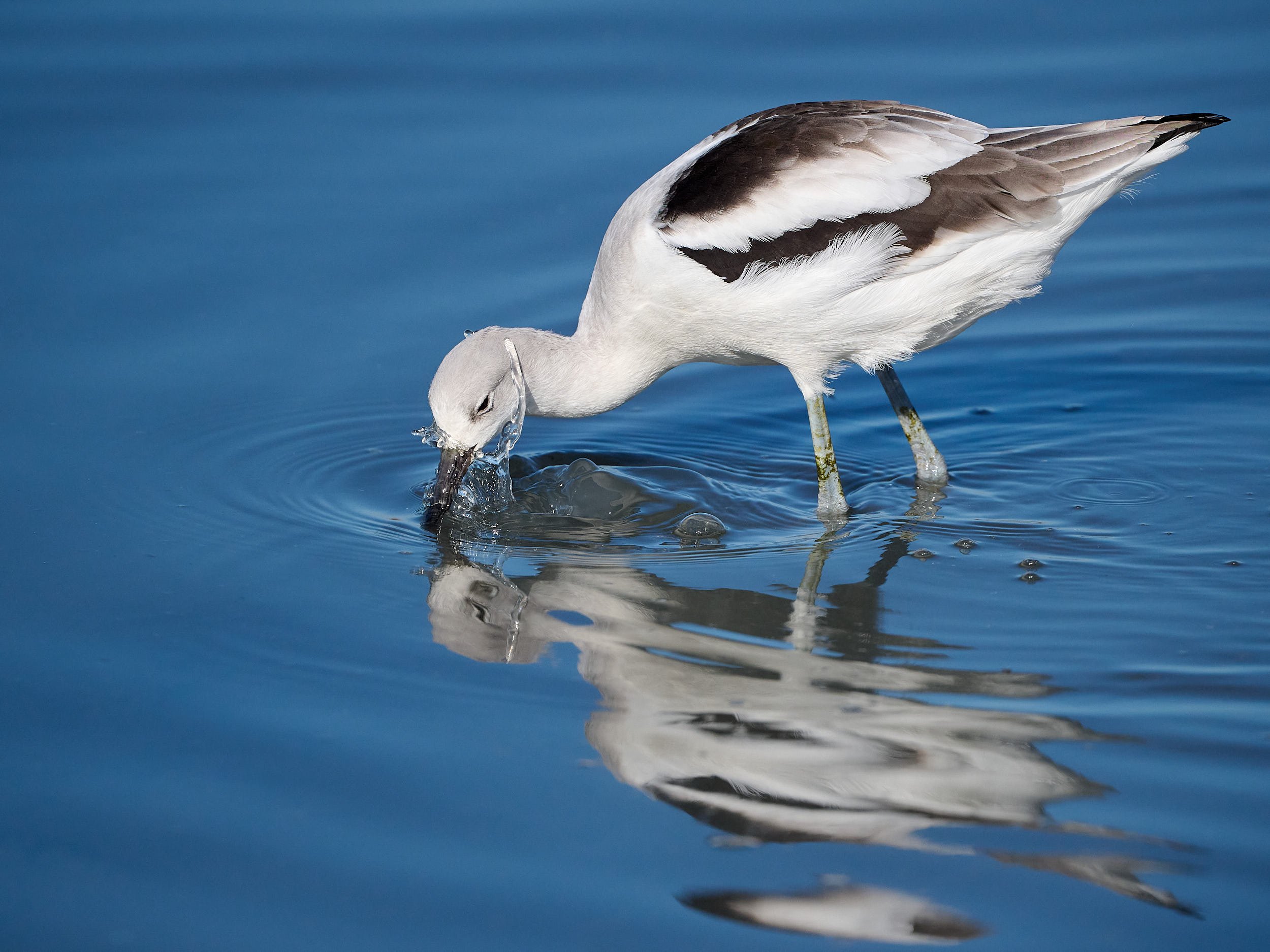 Avocet