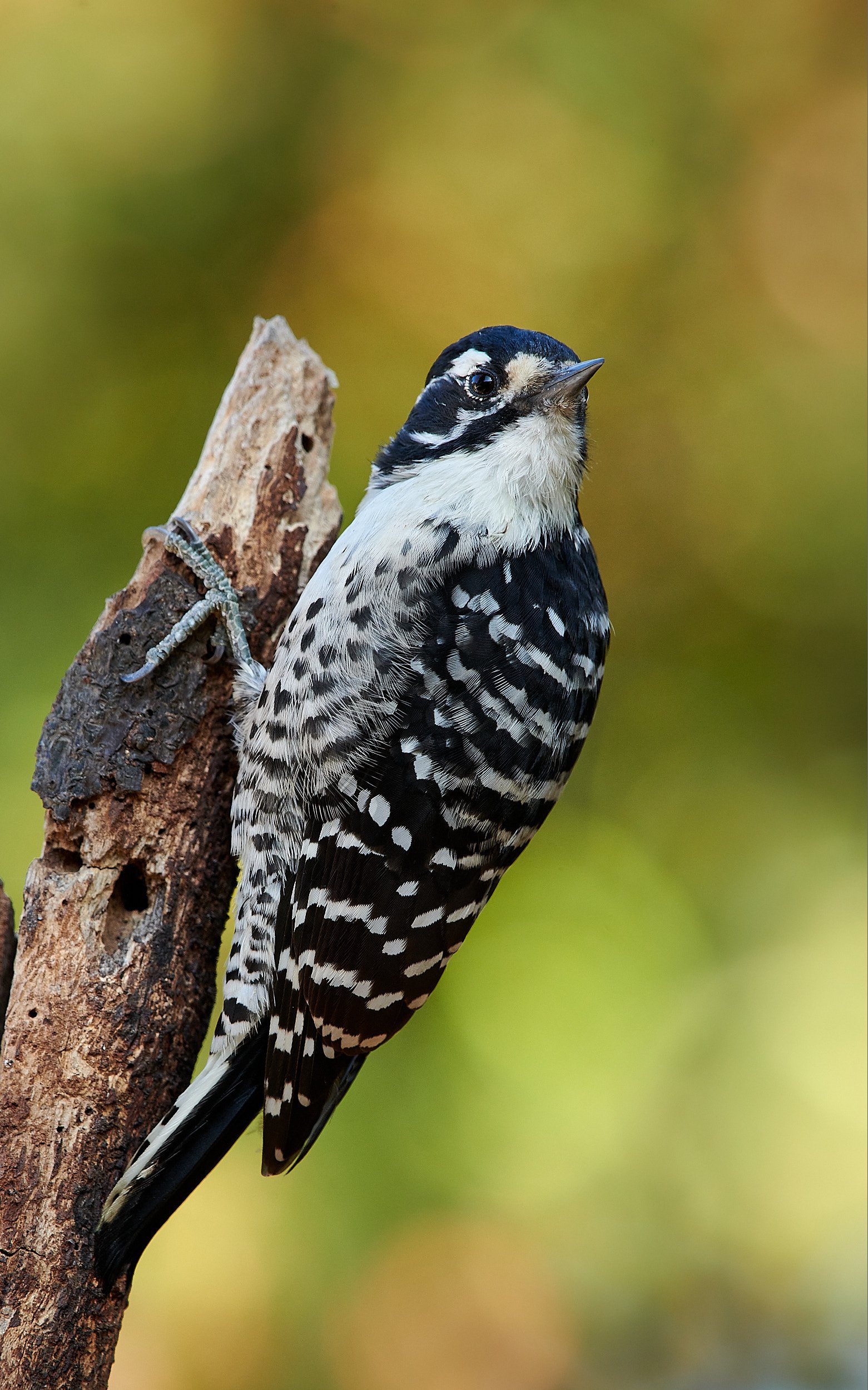 Nuttall's Woodpecker