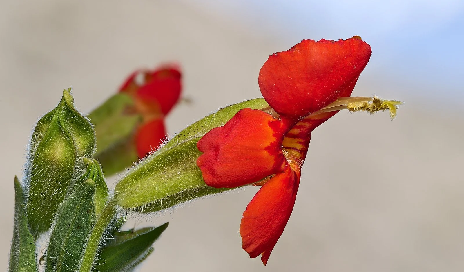 Cardinal Monkey Flower