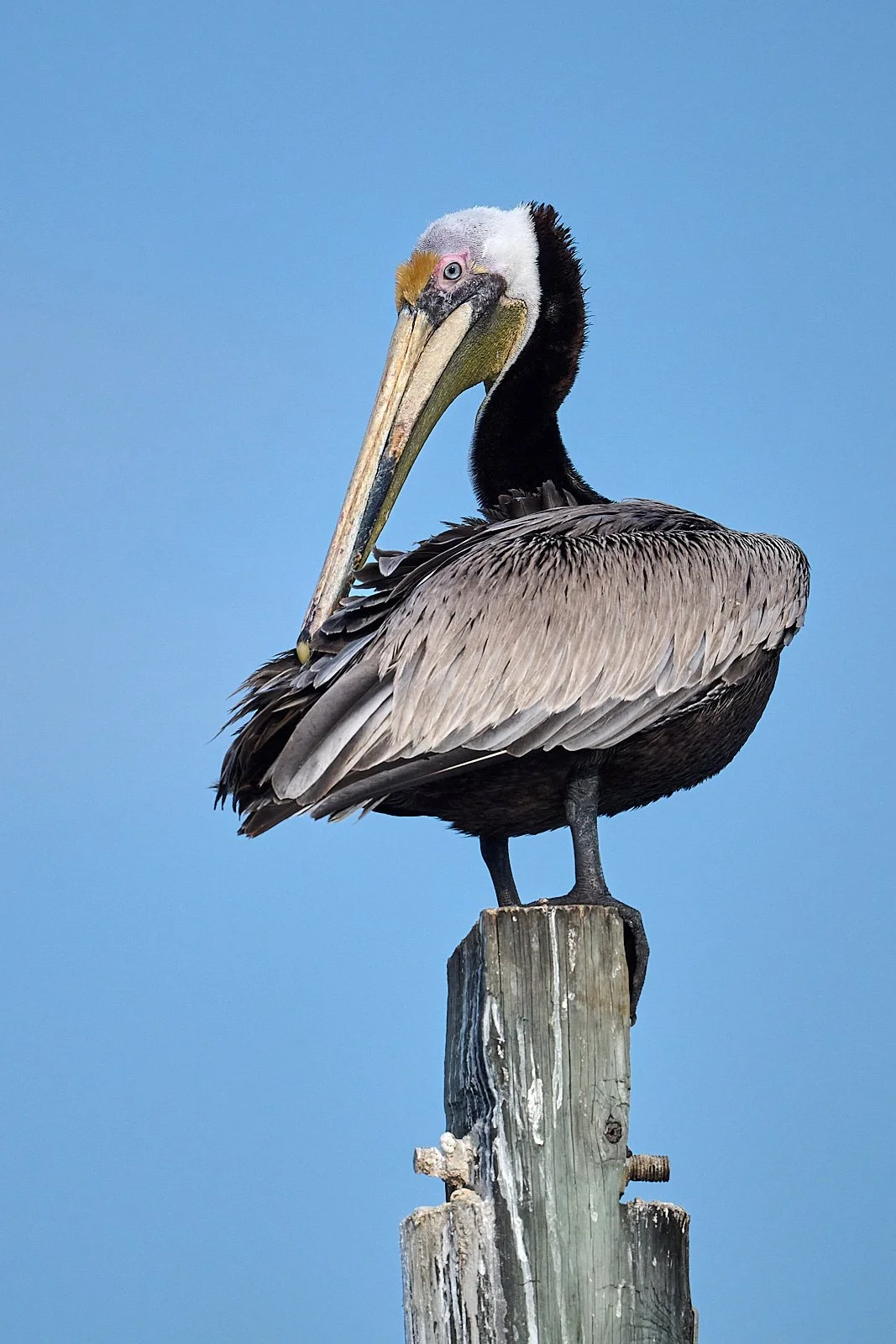 Brown Pelican