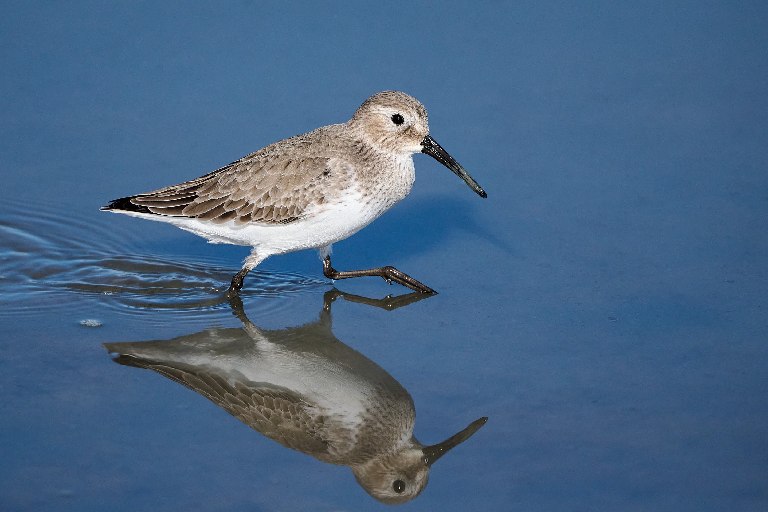 Western Sandpiper