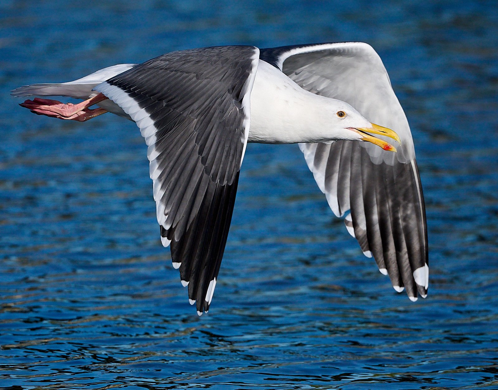 Western Gull