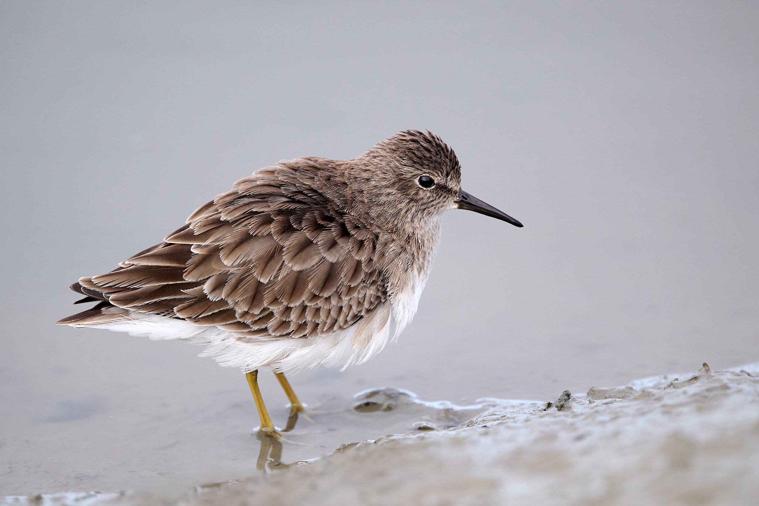 Least Sandpiper