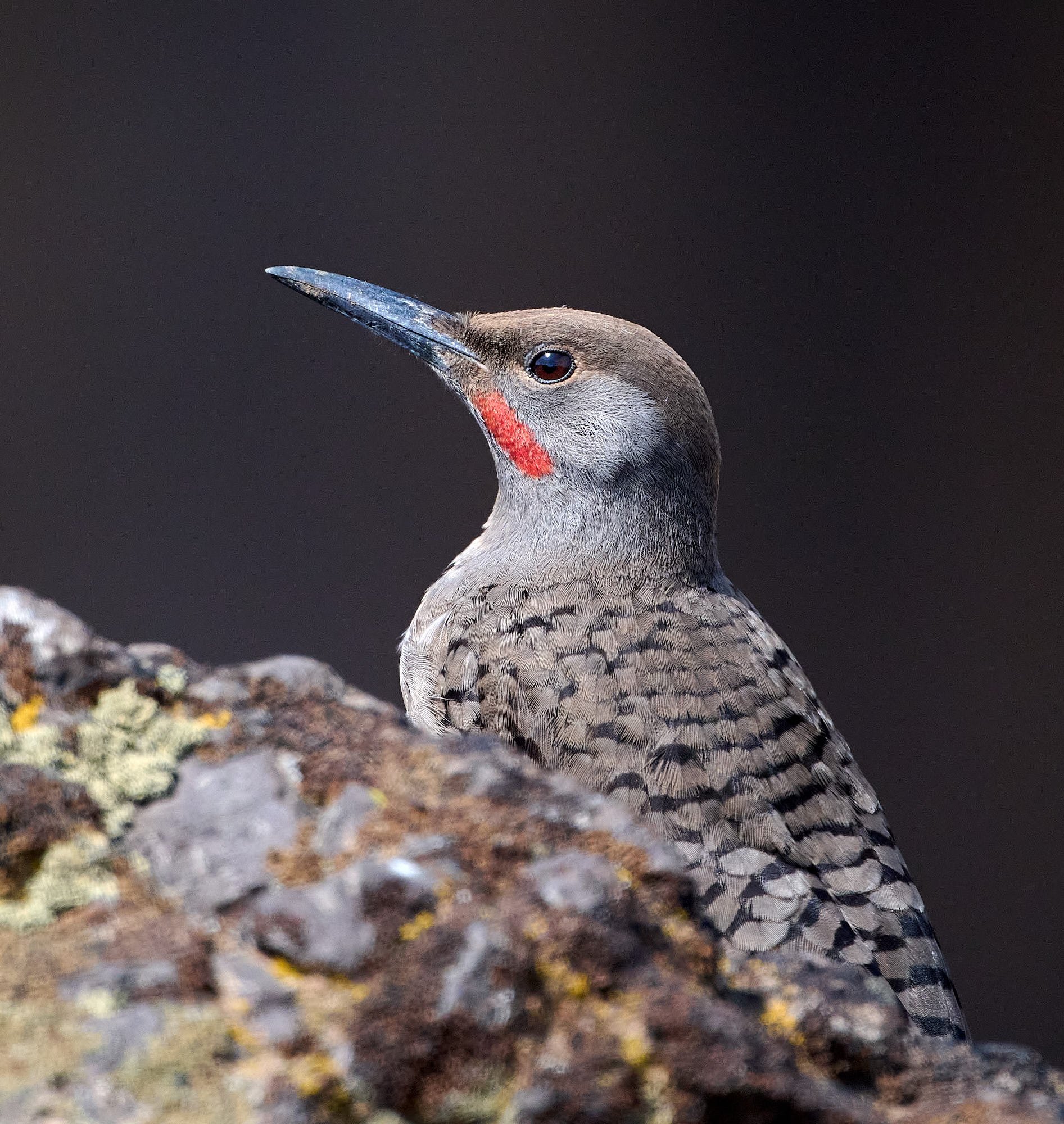 Northern Flicker