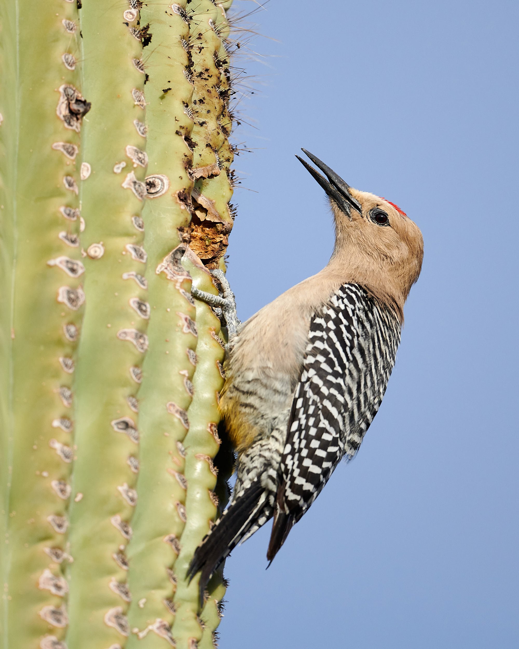 Gila Woodpecker